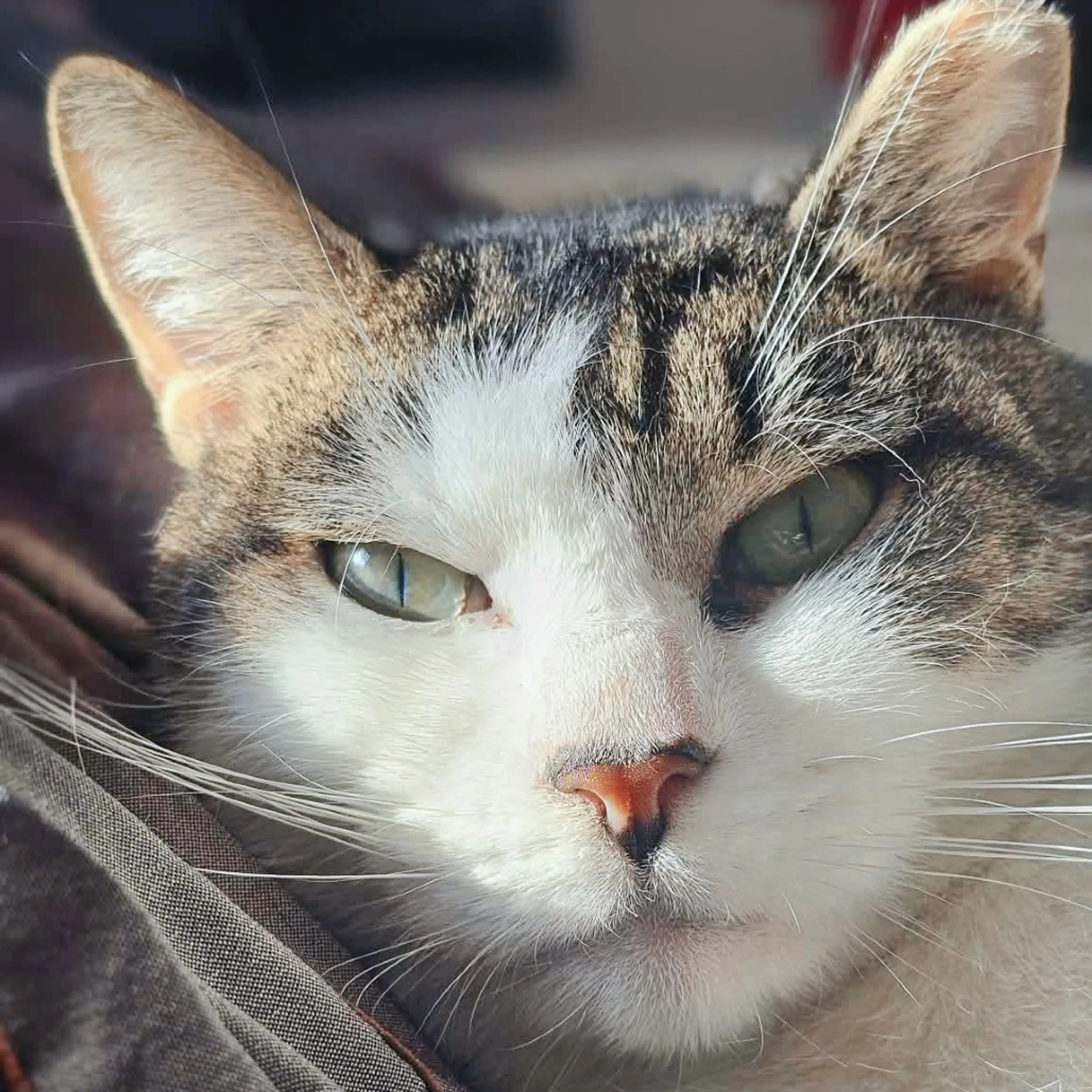 Found pet-24