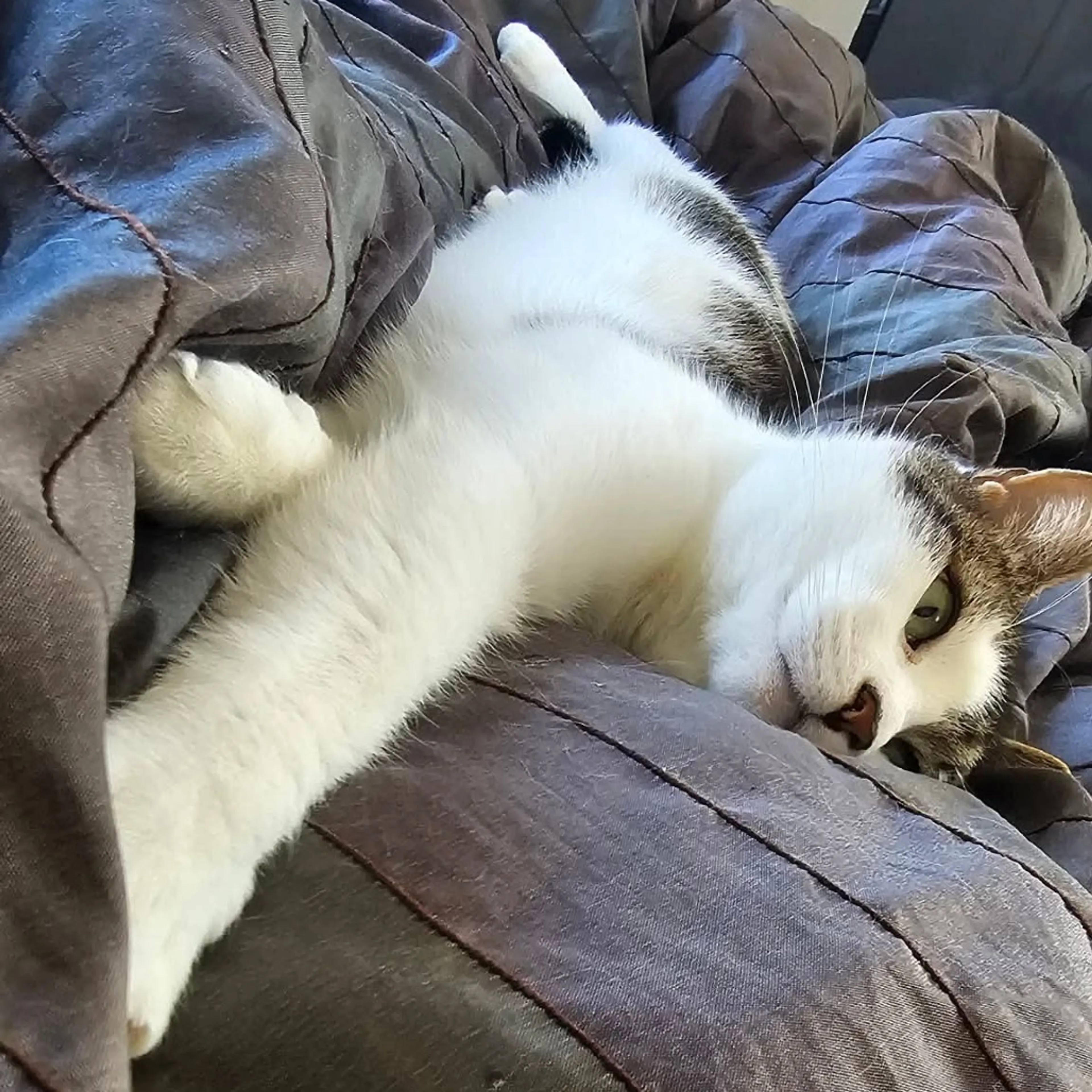 Found pet-33