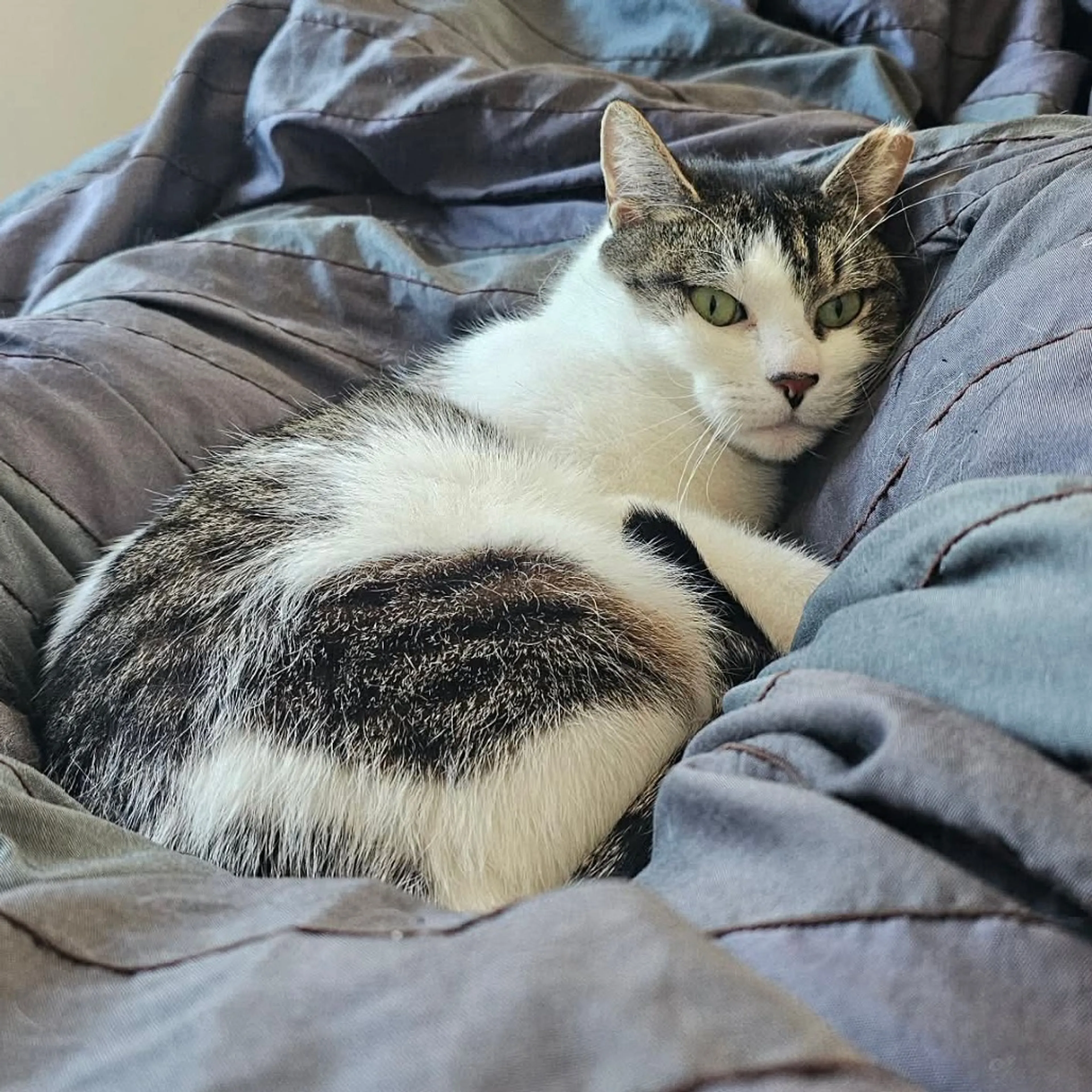 Found pet-32