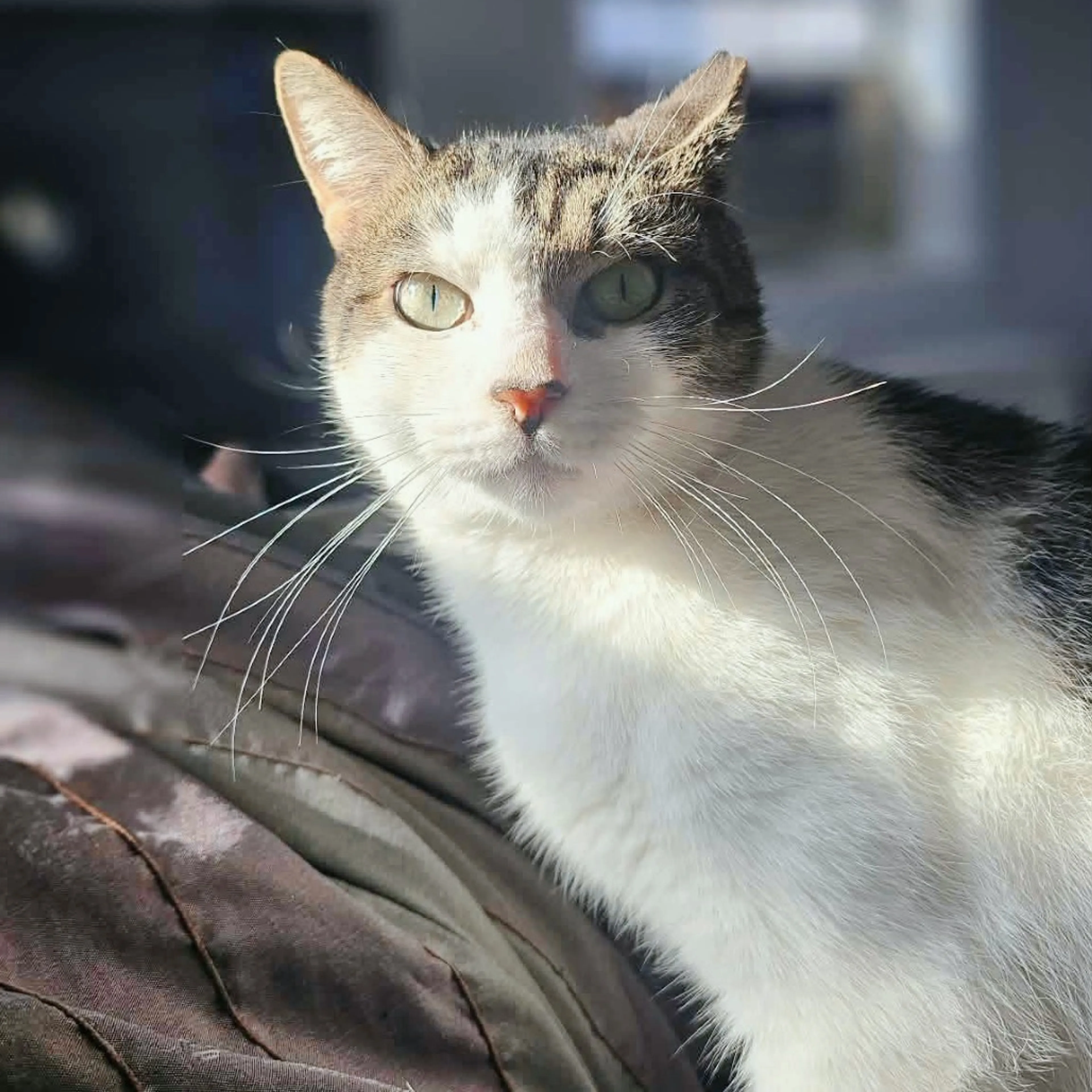 Found pet-20