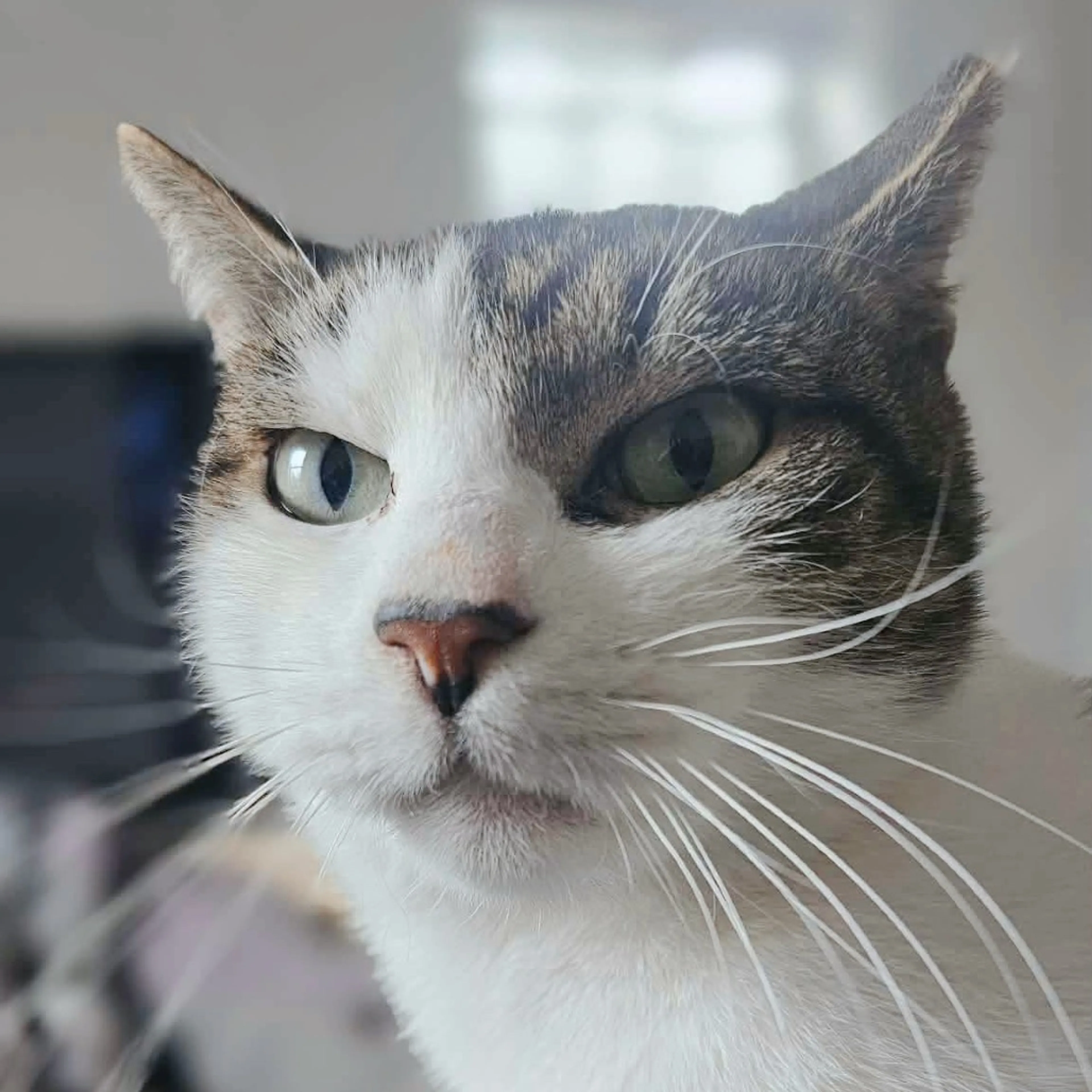 Found pet-21