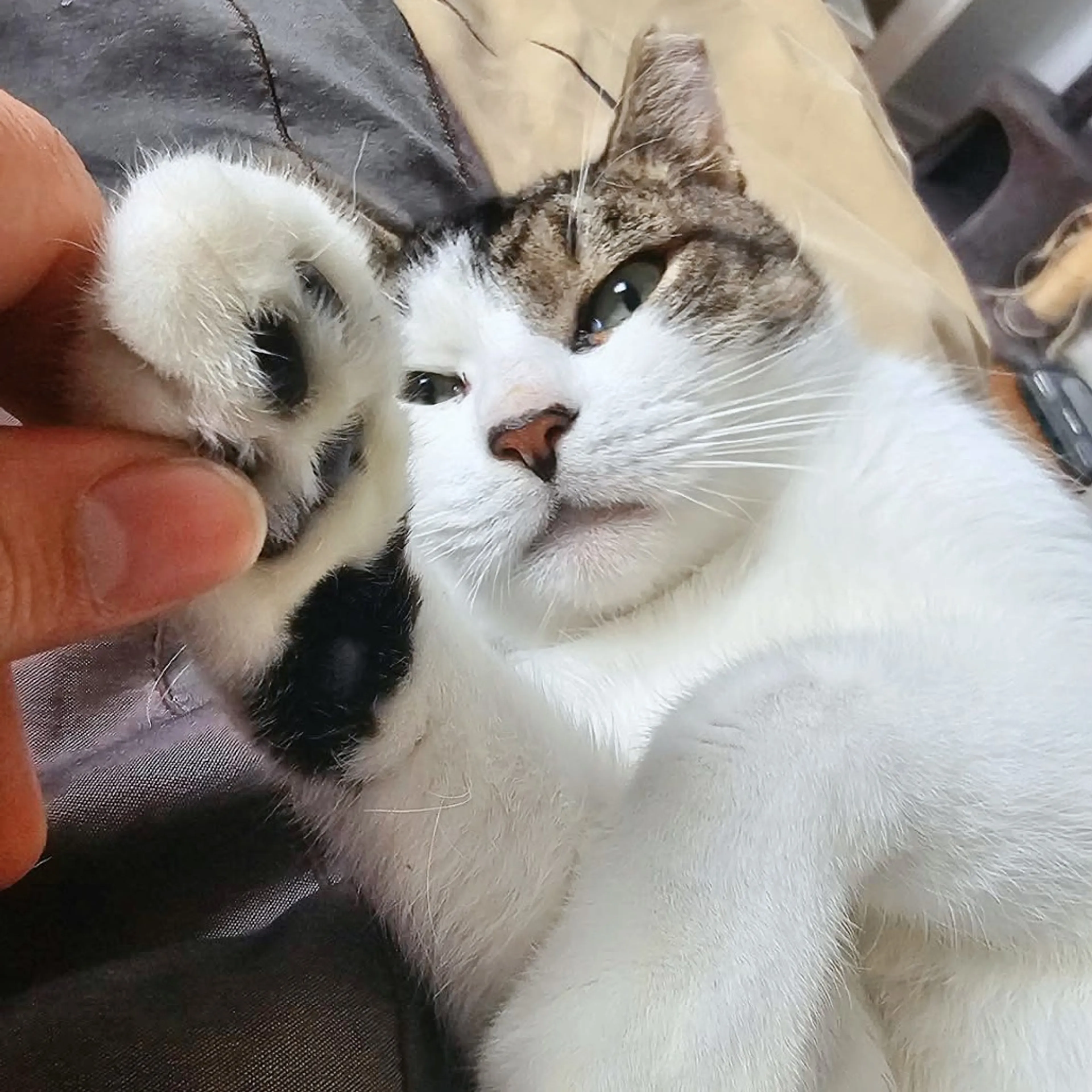 Found pet-19