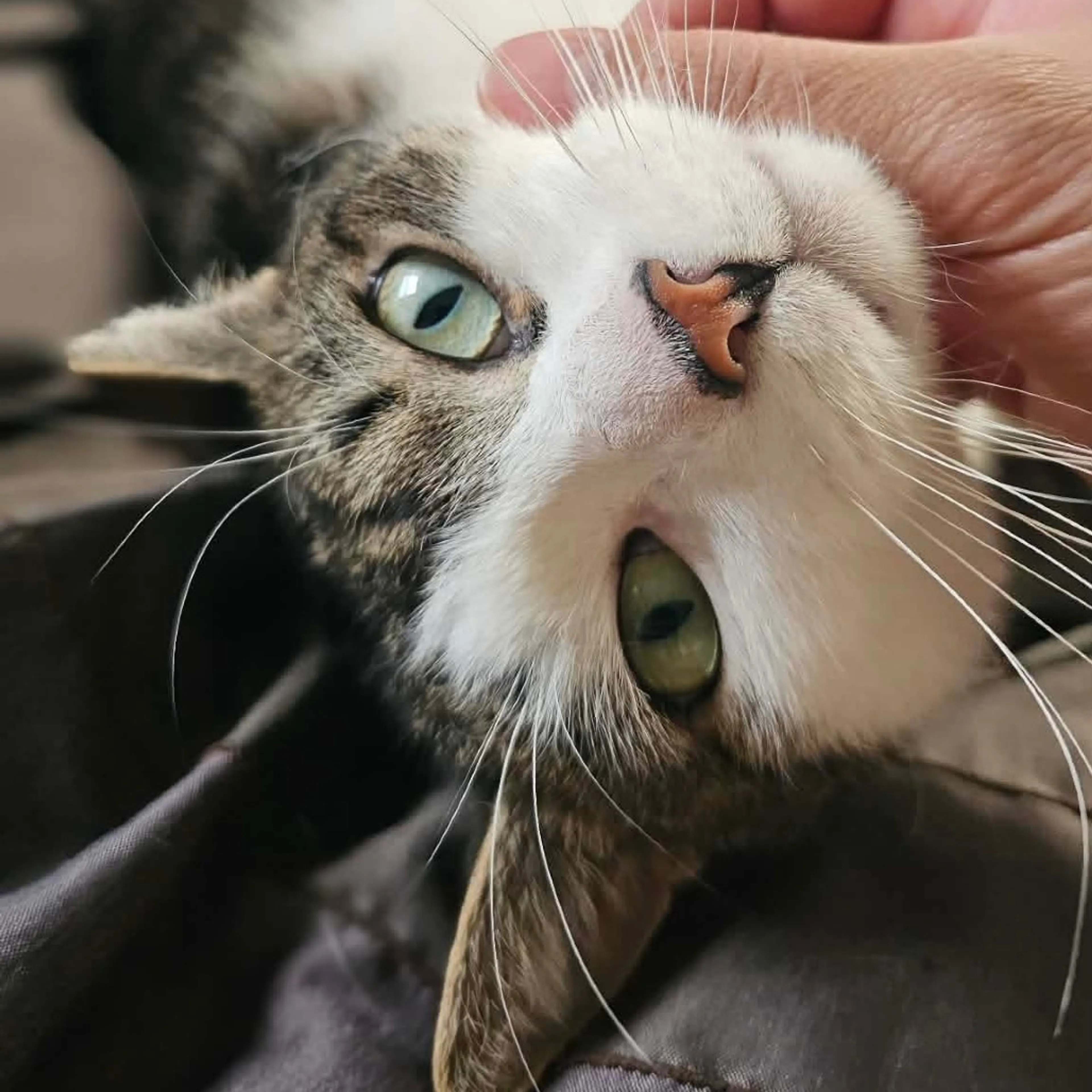 Found pet-32