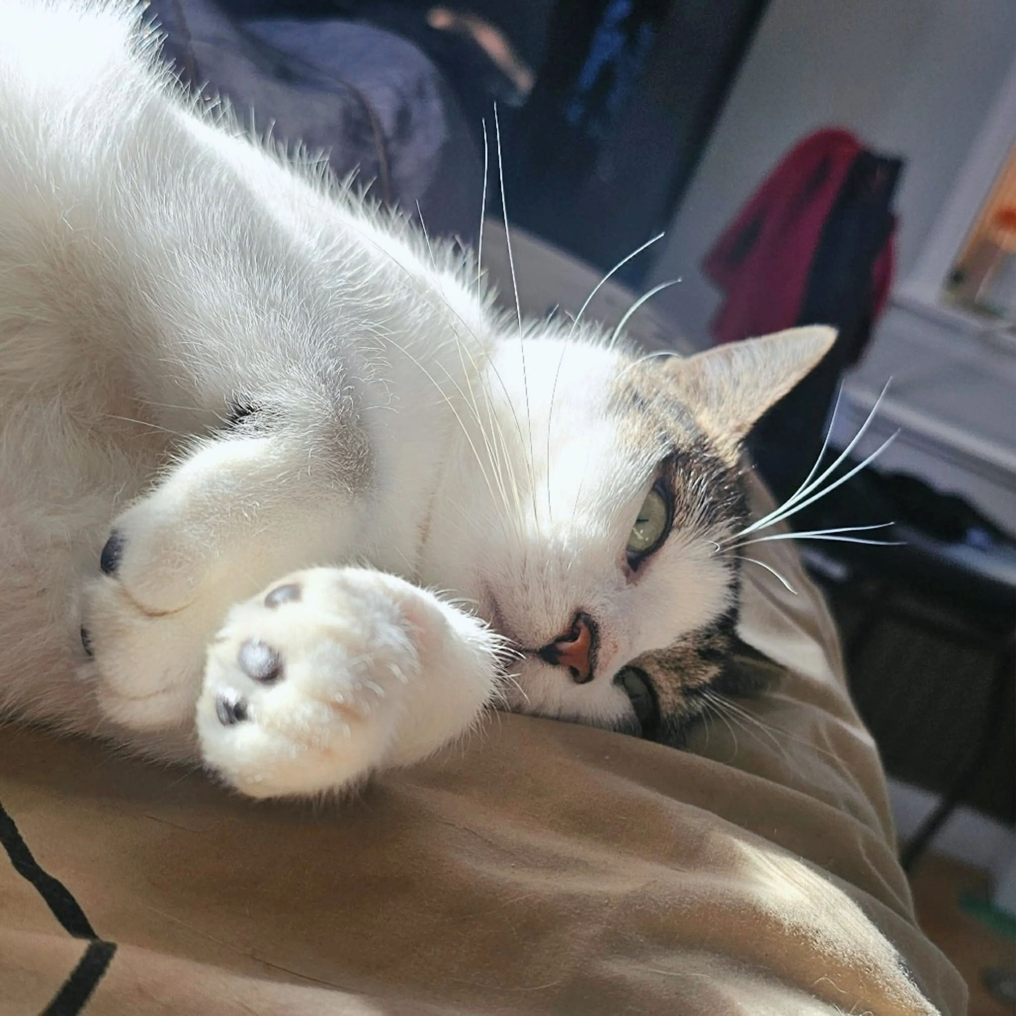 Found pet-18