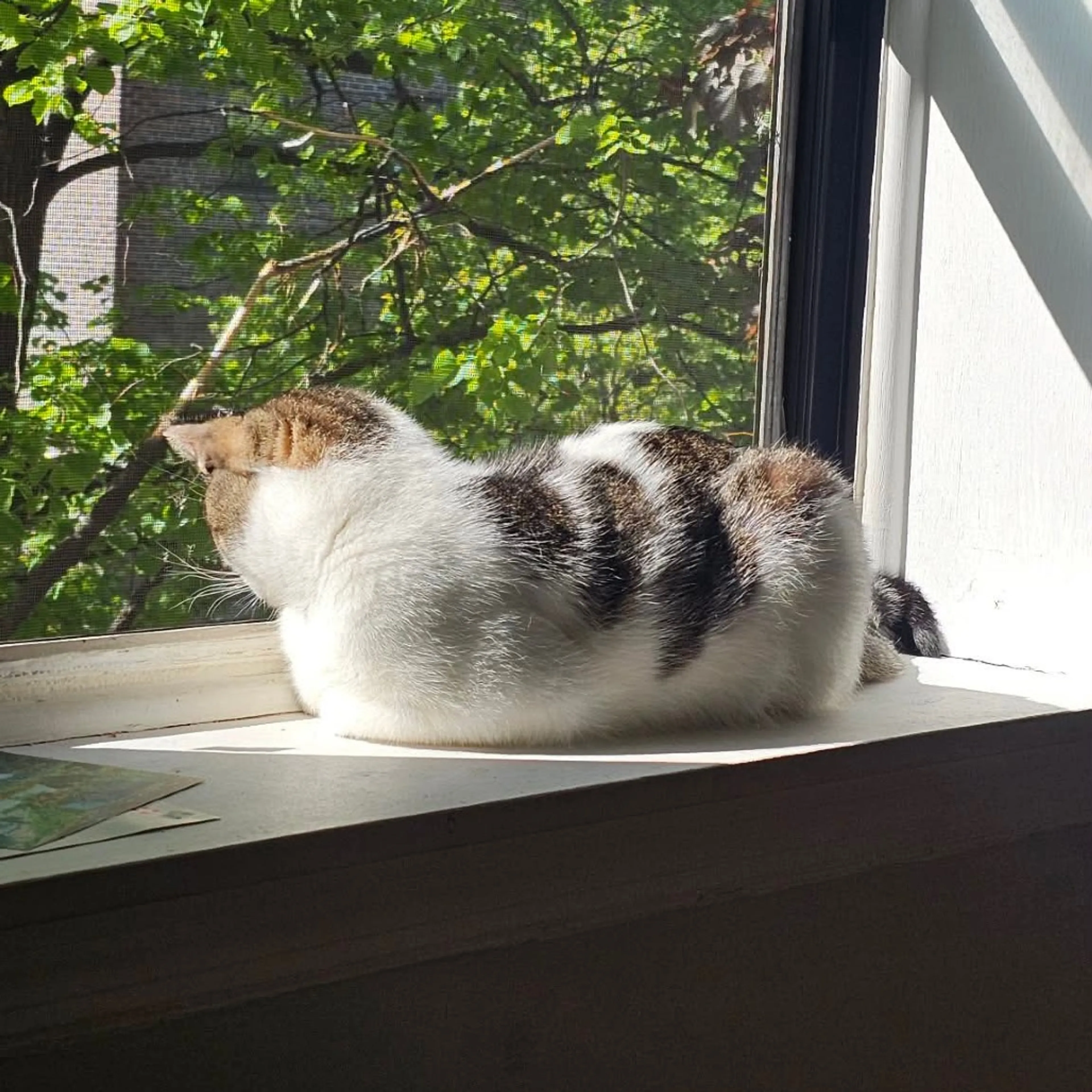 Found pet-34