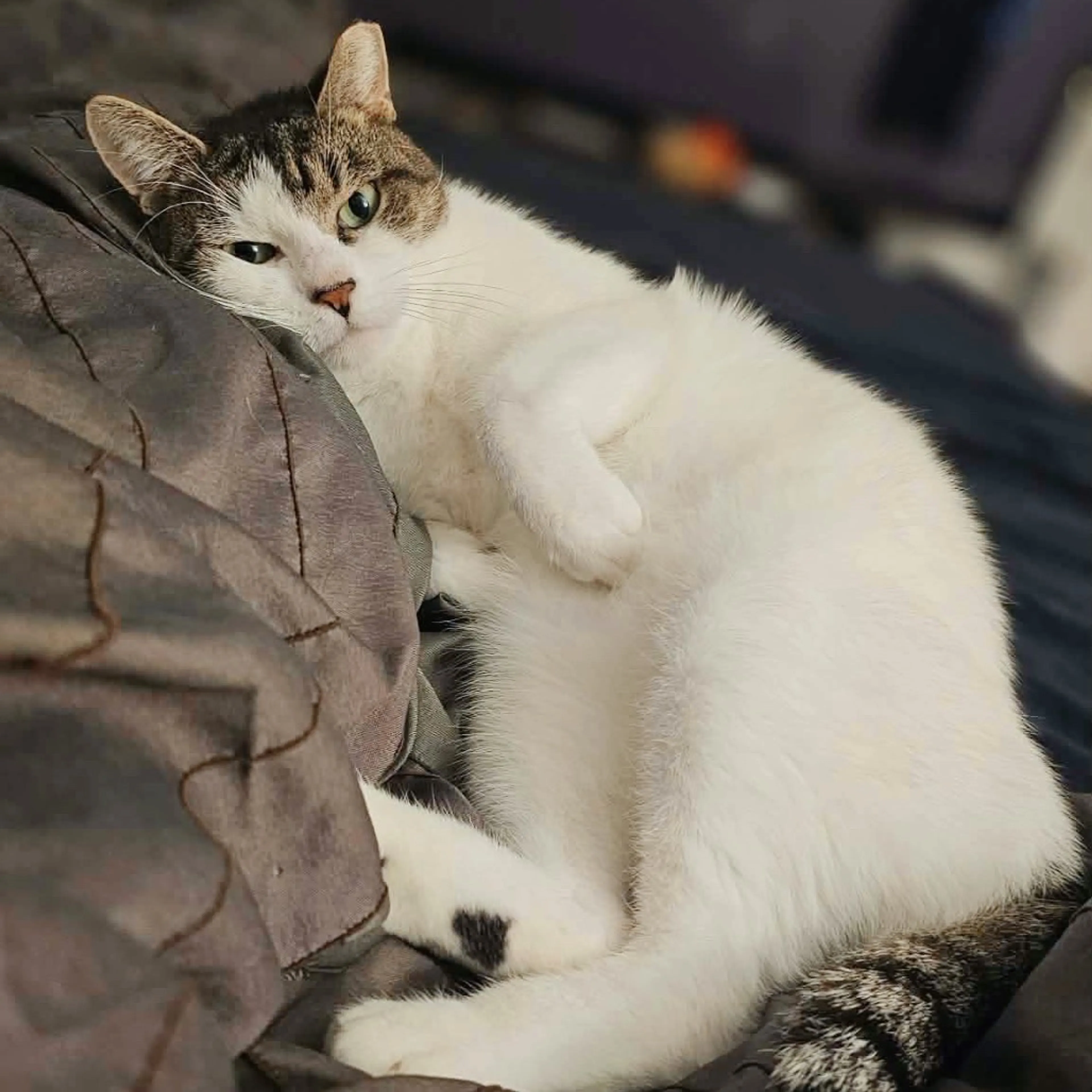 Found pet-11
