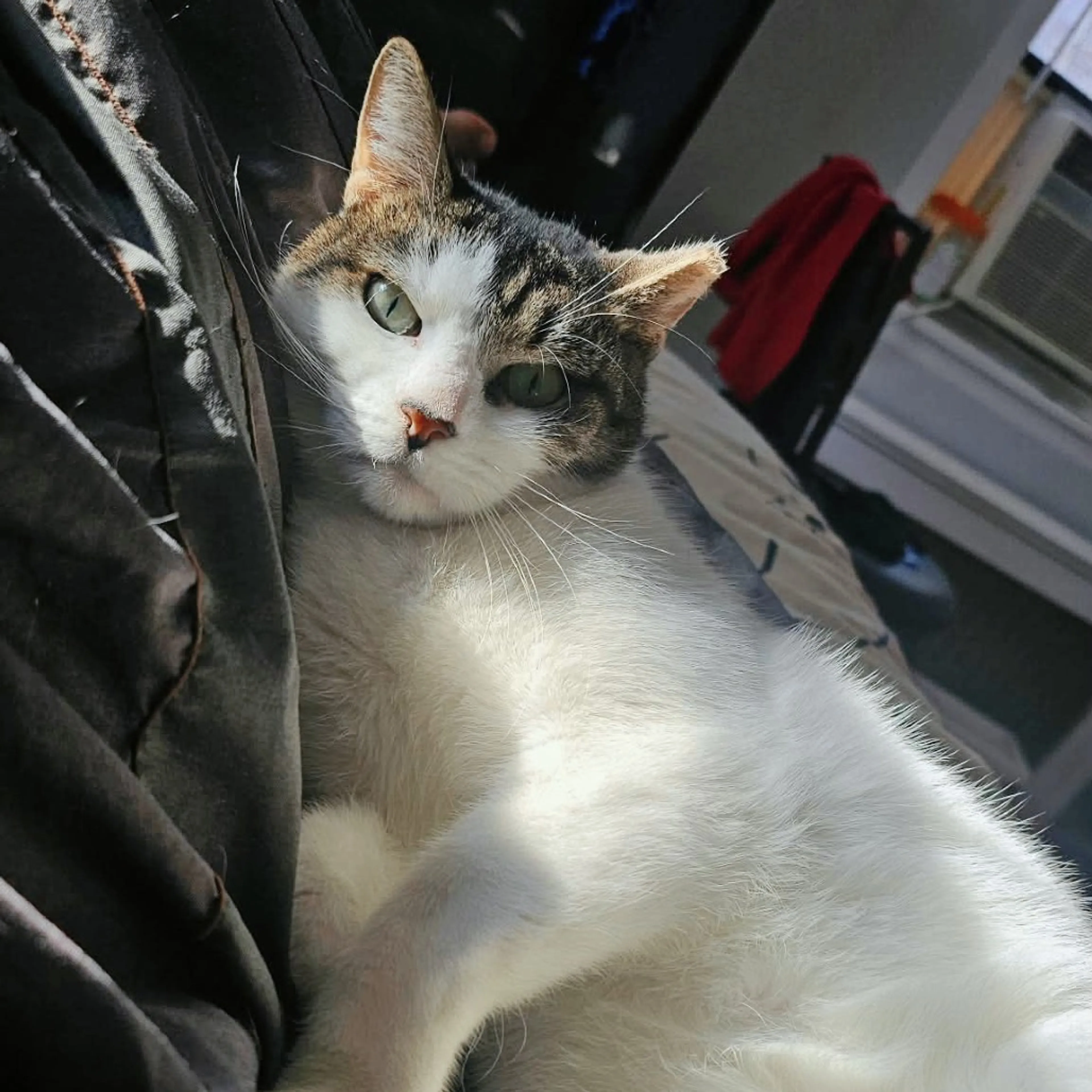 Found pet-23