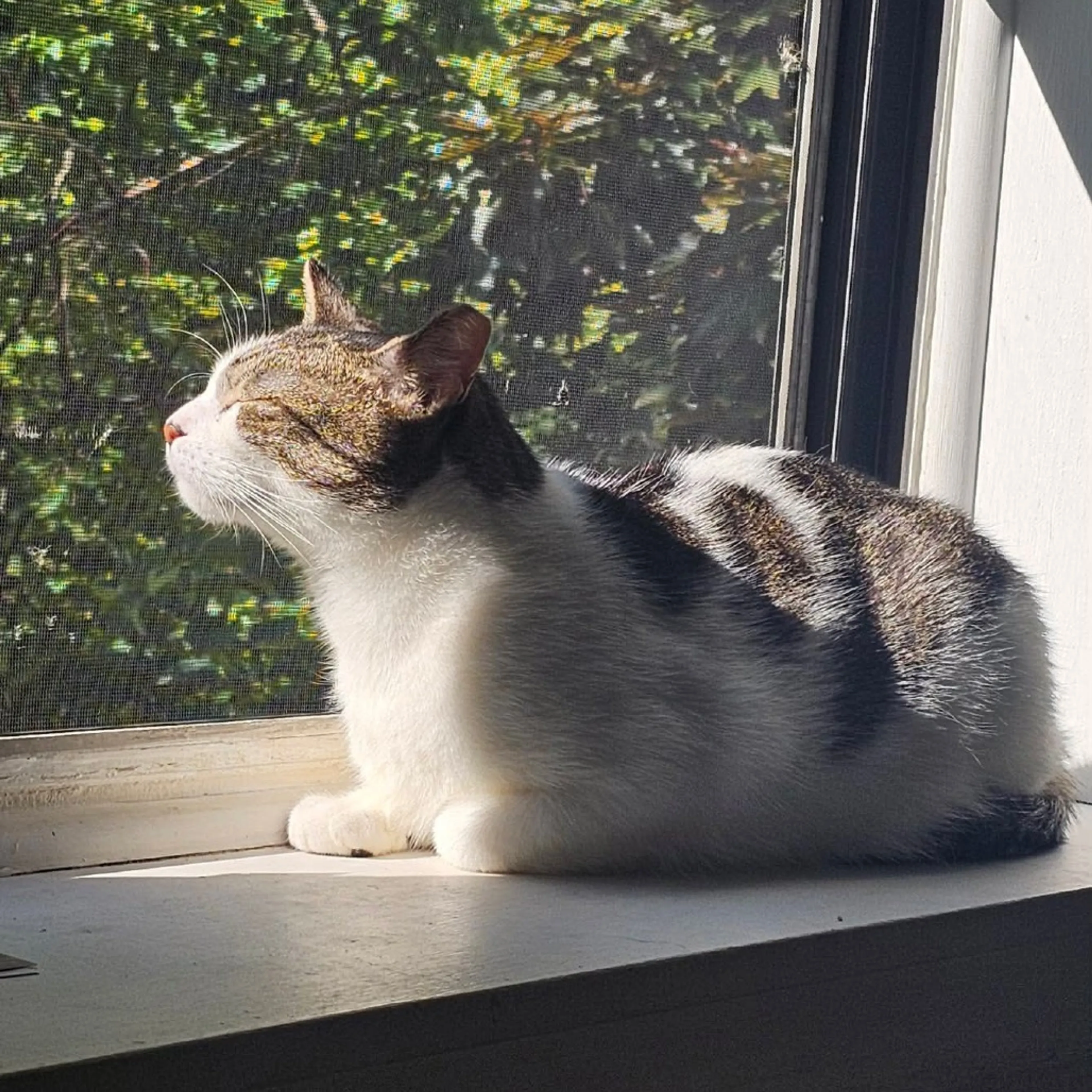 Found pet-35