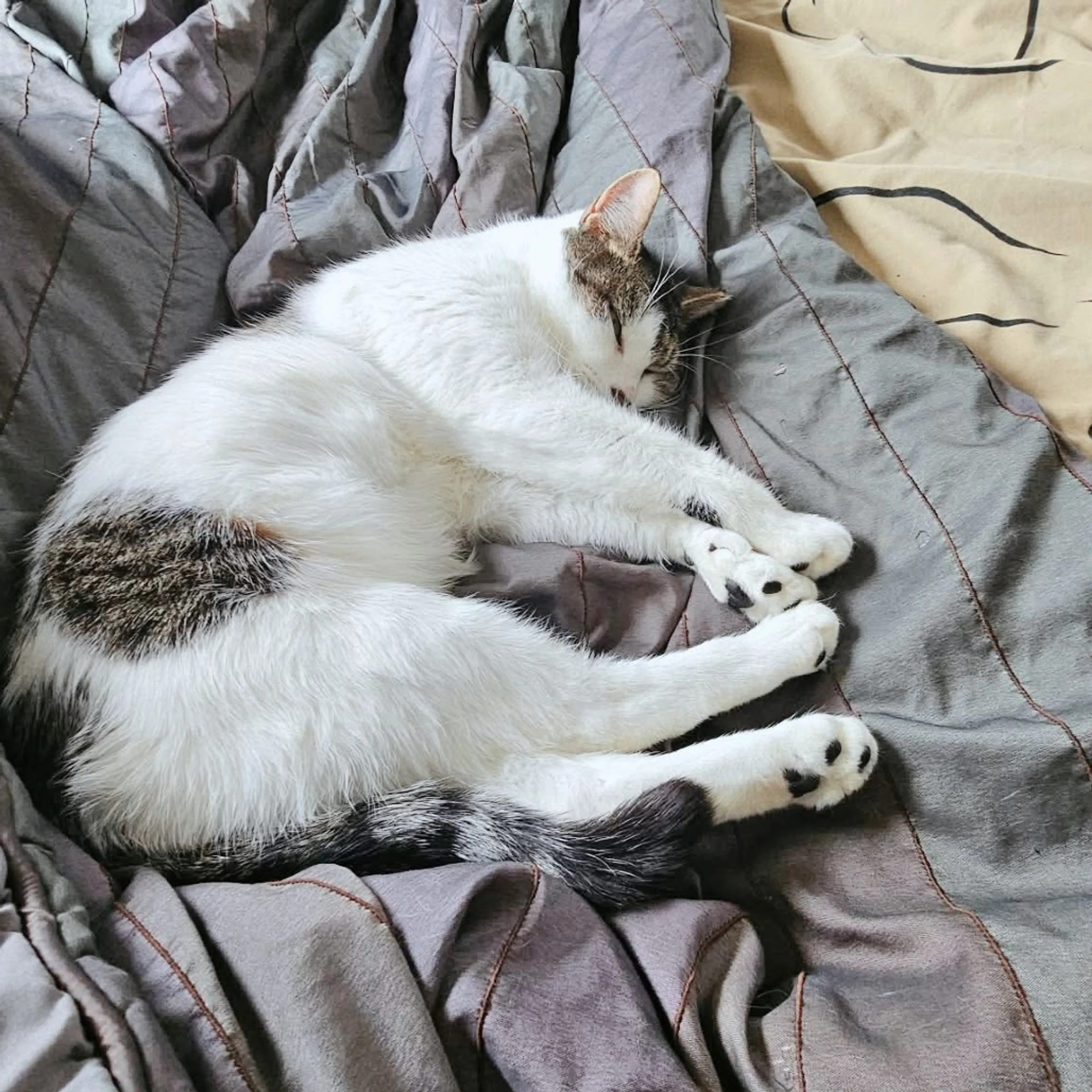 Found pet-22