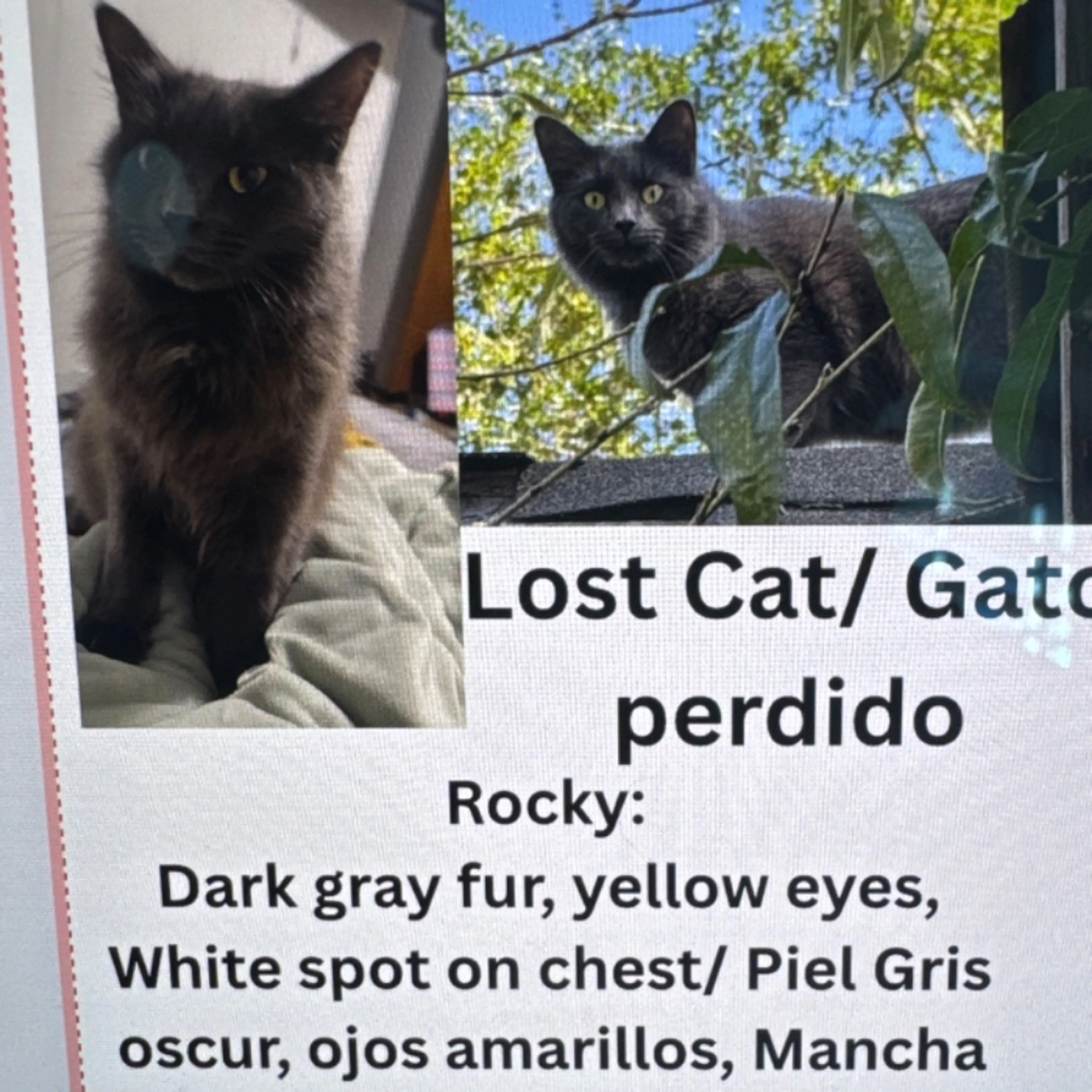 Lost pet-0