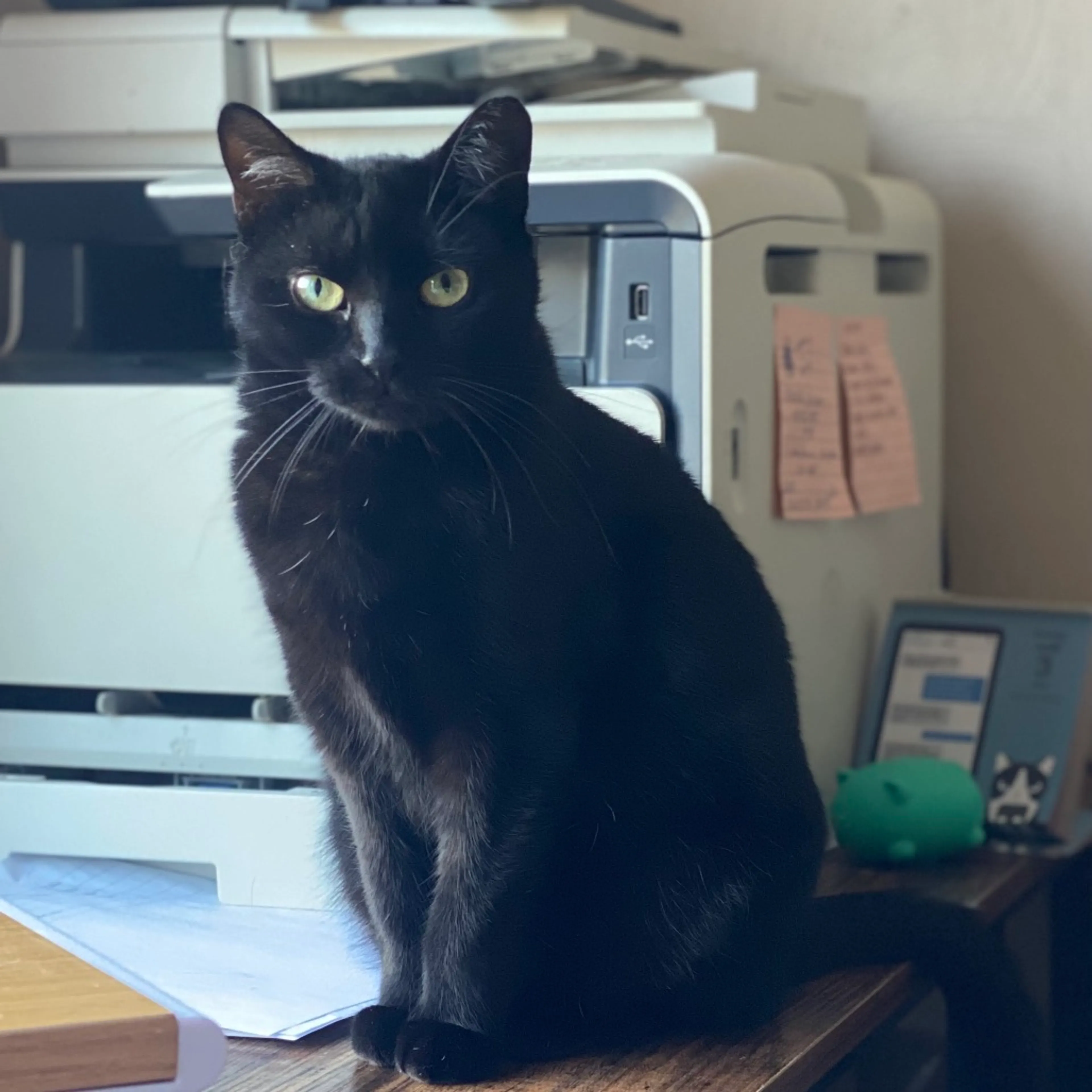 Found pet-4