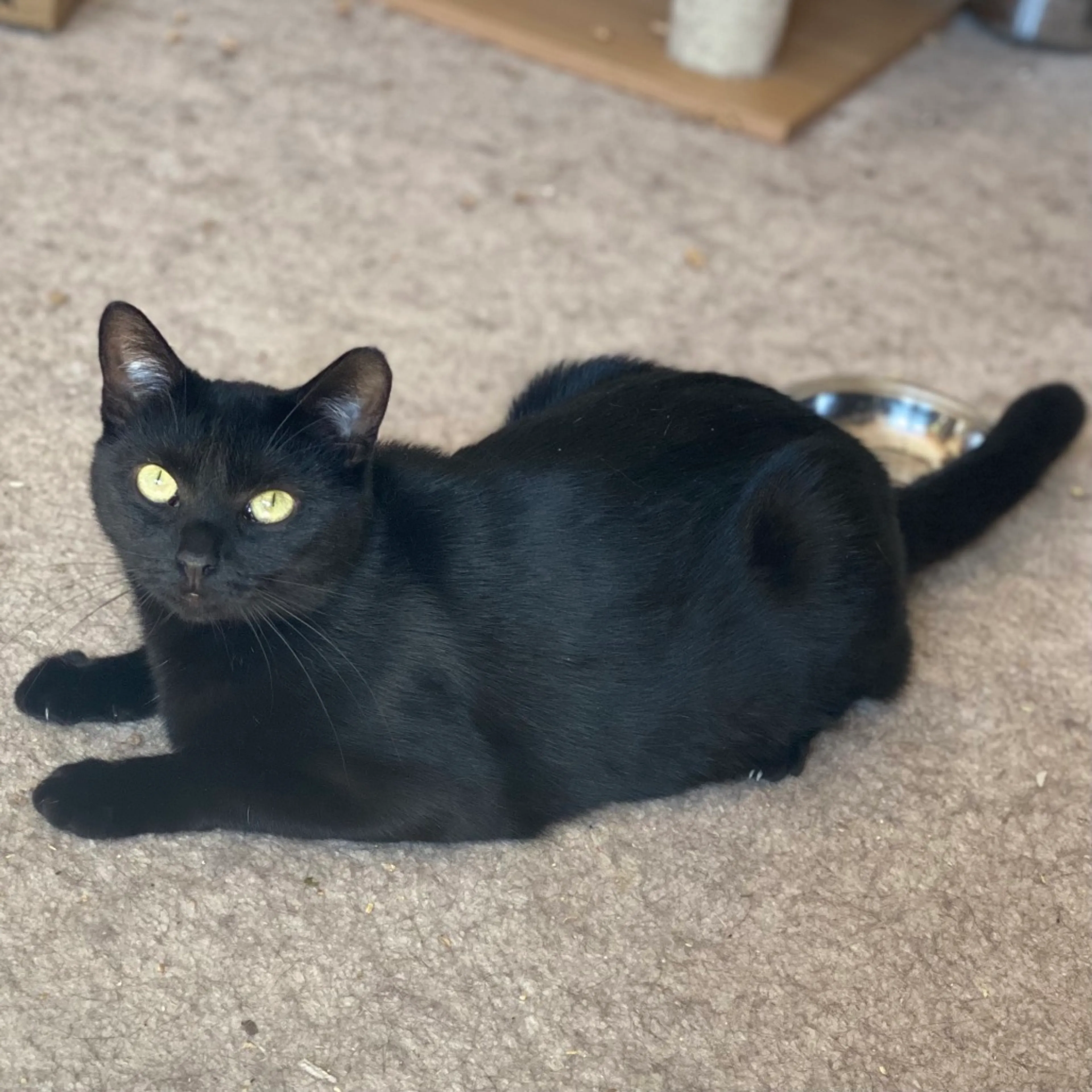 Found pet-2