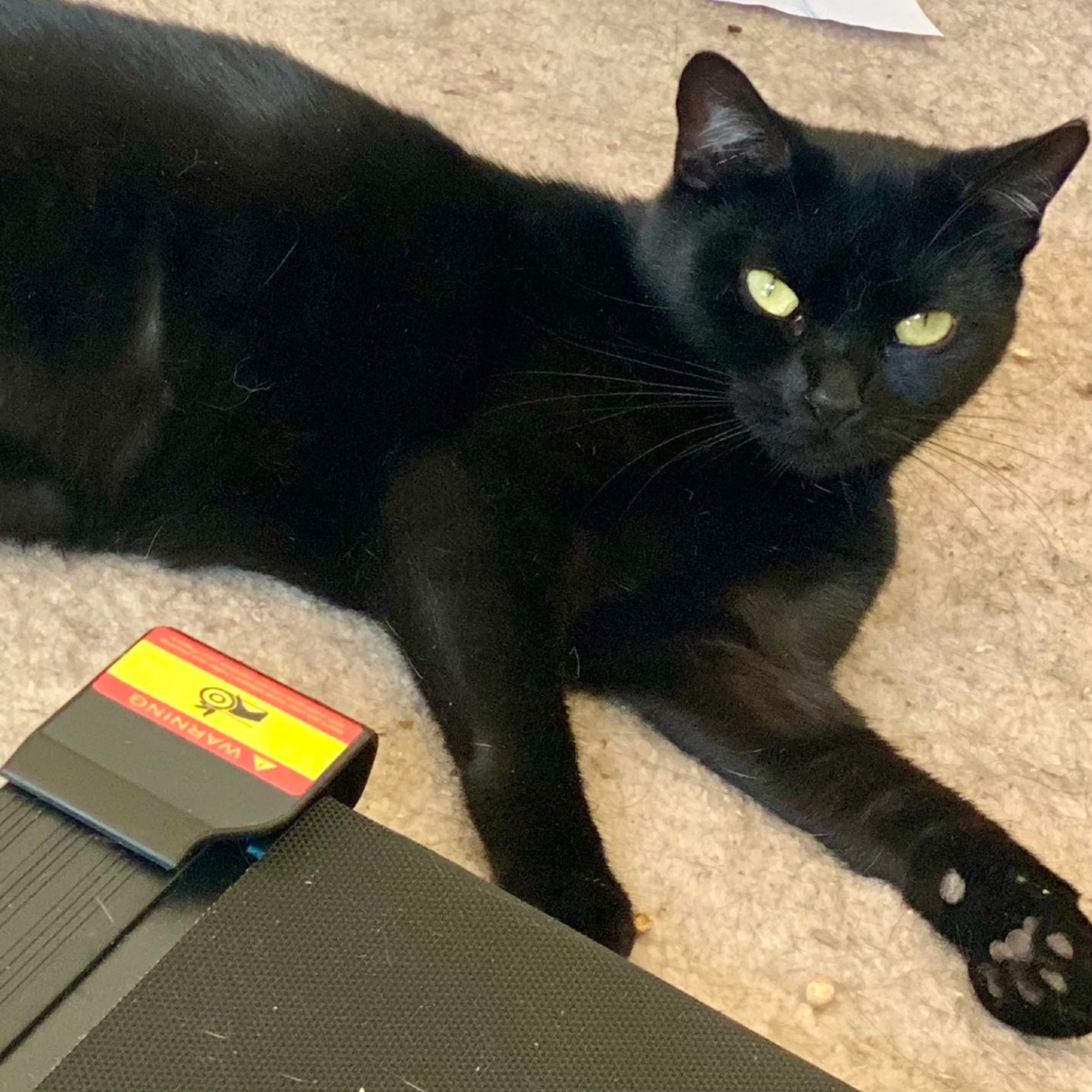 Found pet-1