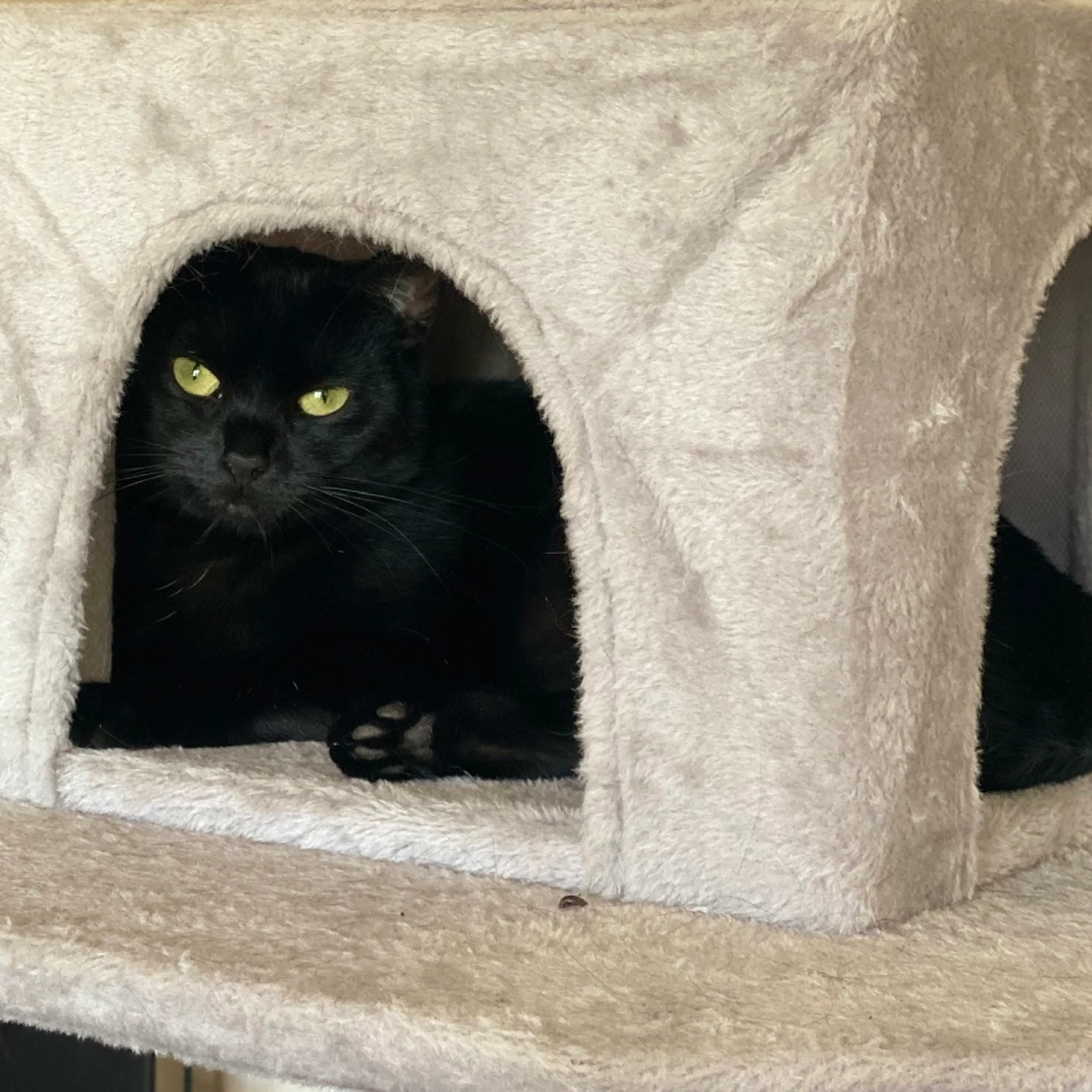 Found pet-5