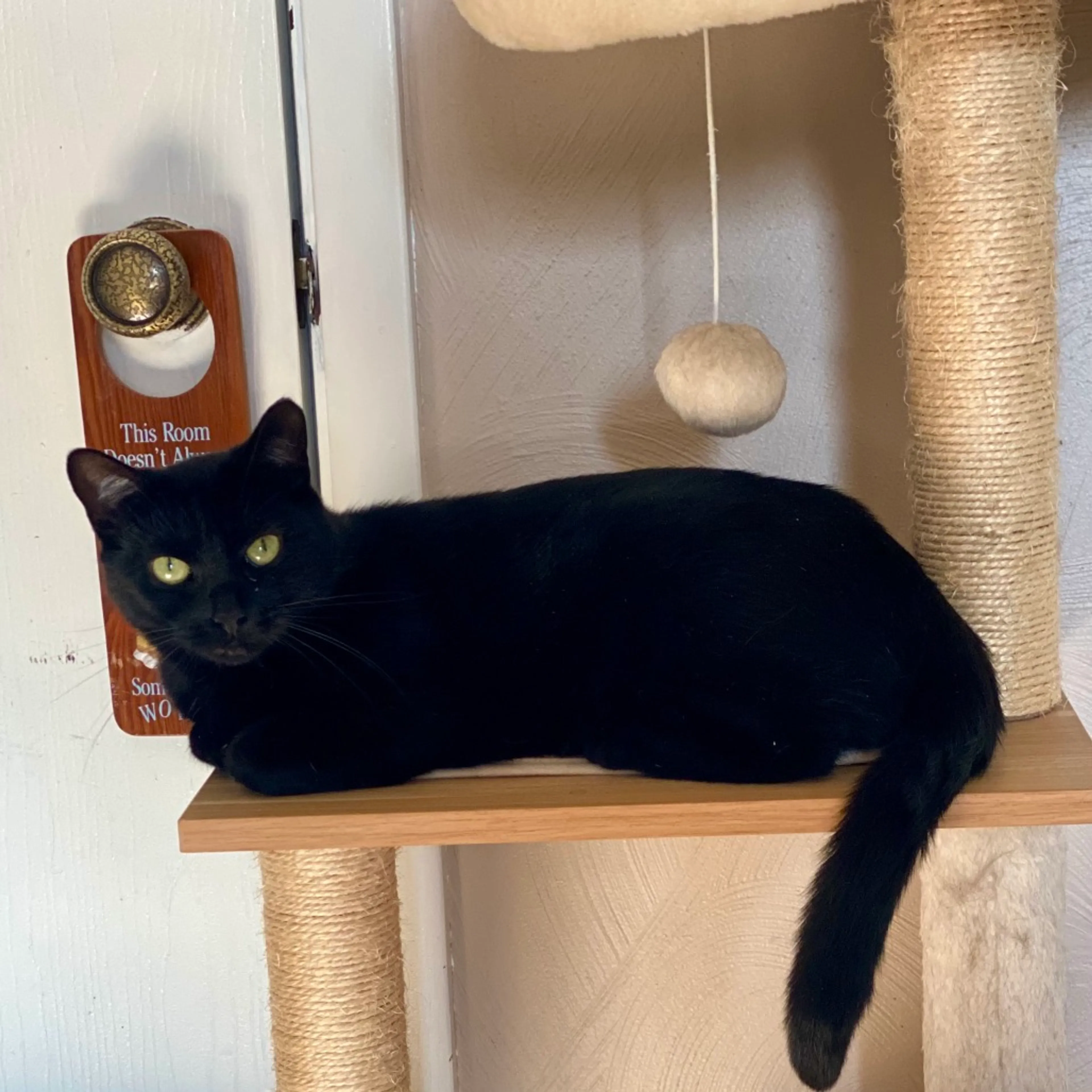 Found pet-3