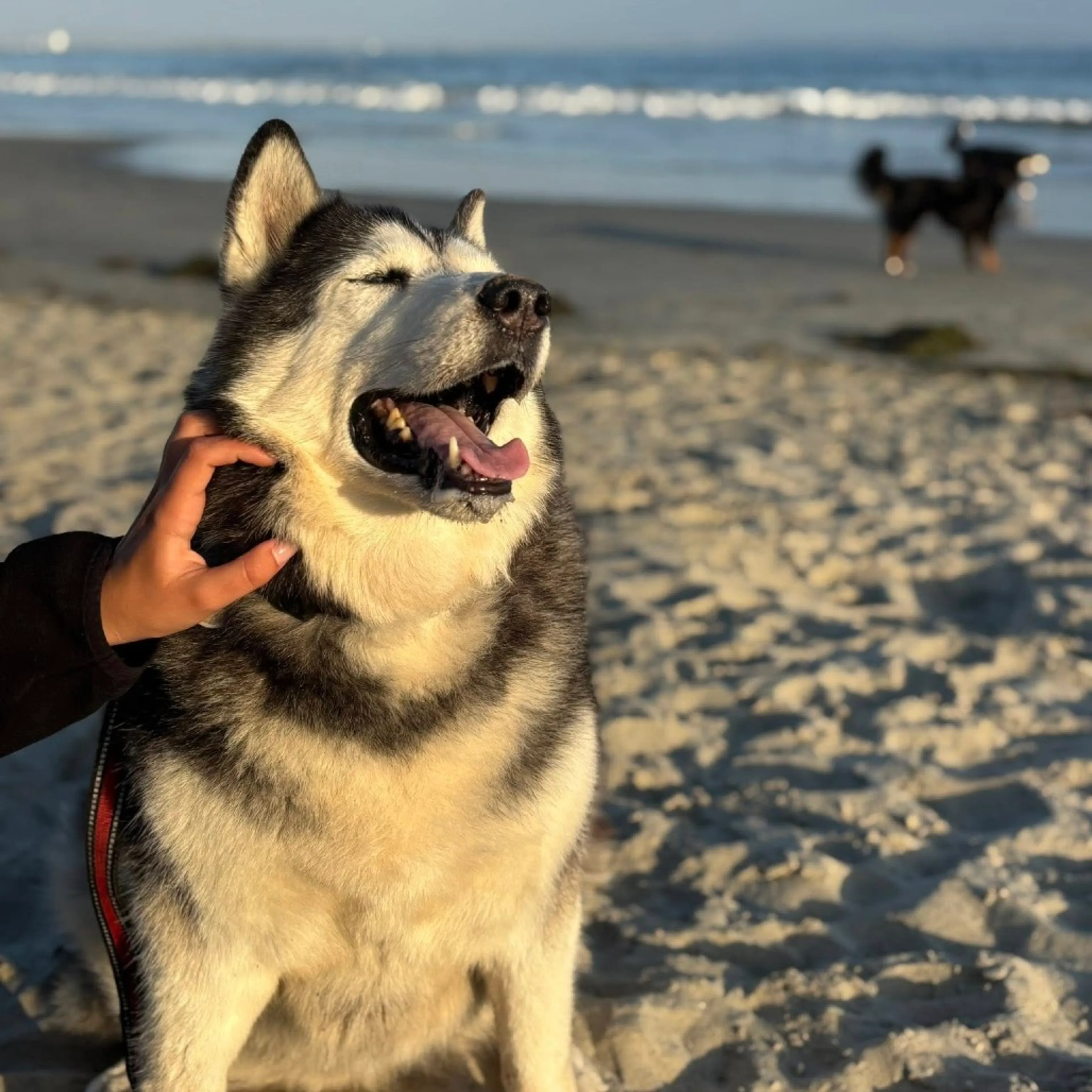 Found pet-12