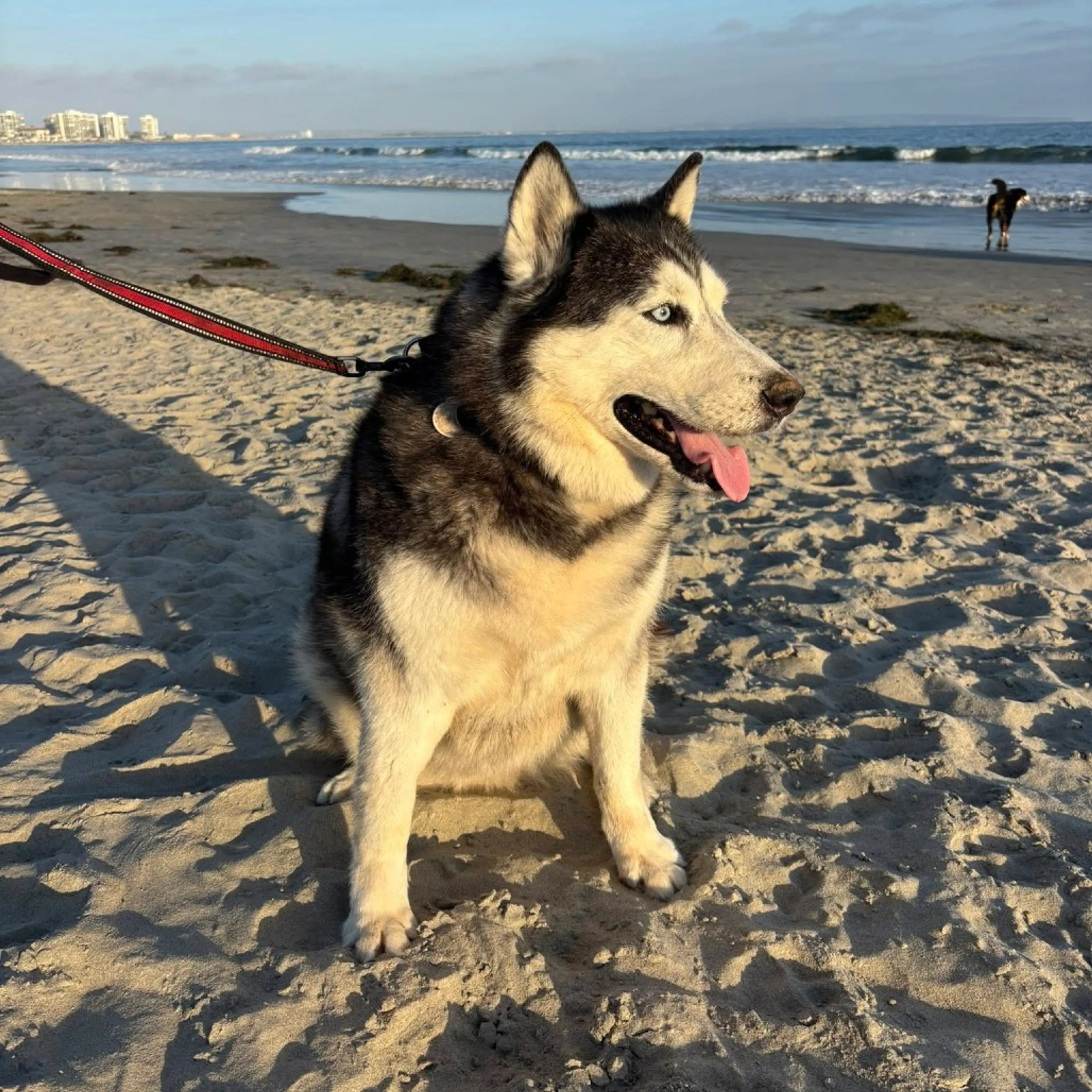 Found pet-10