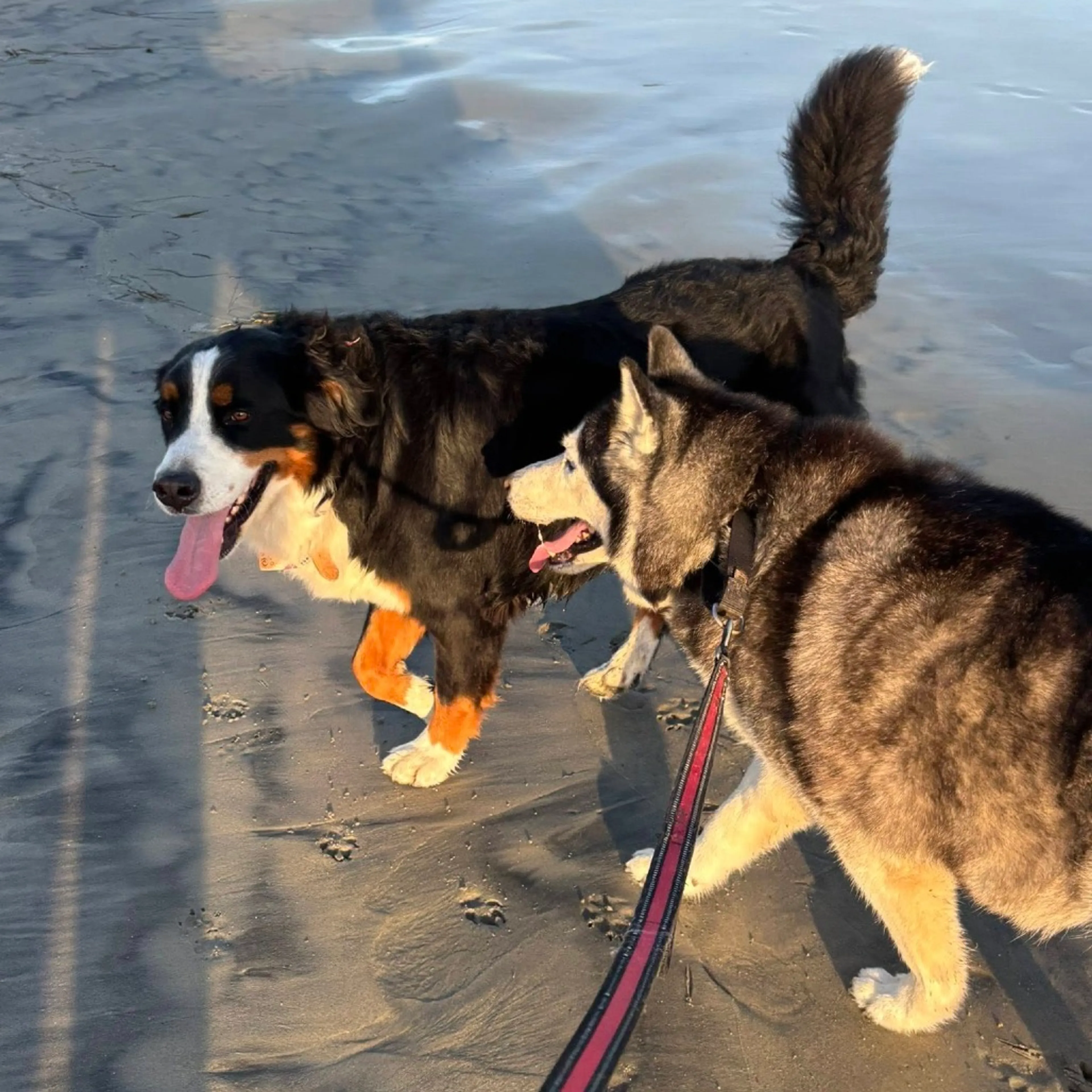 Found pet-11