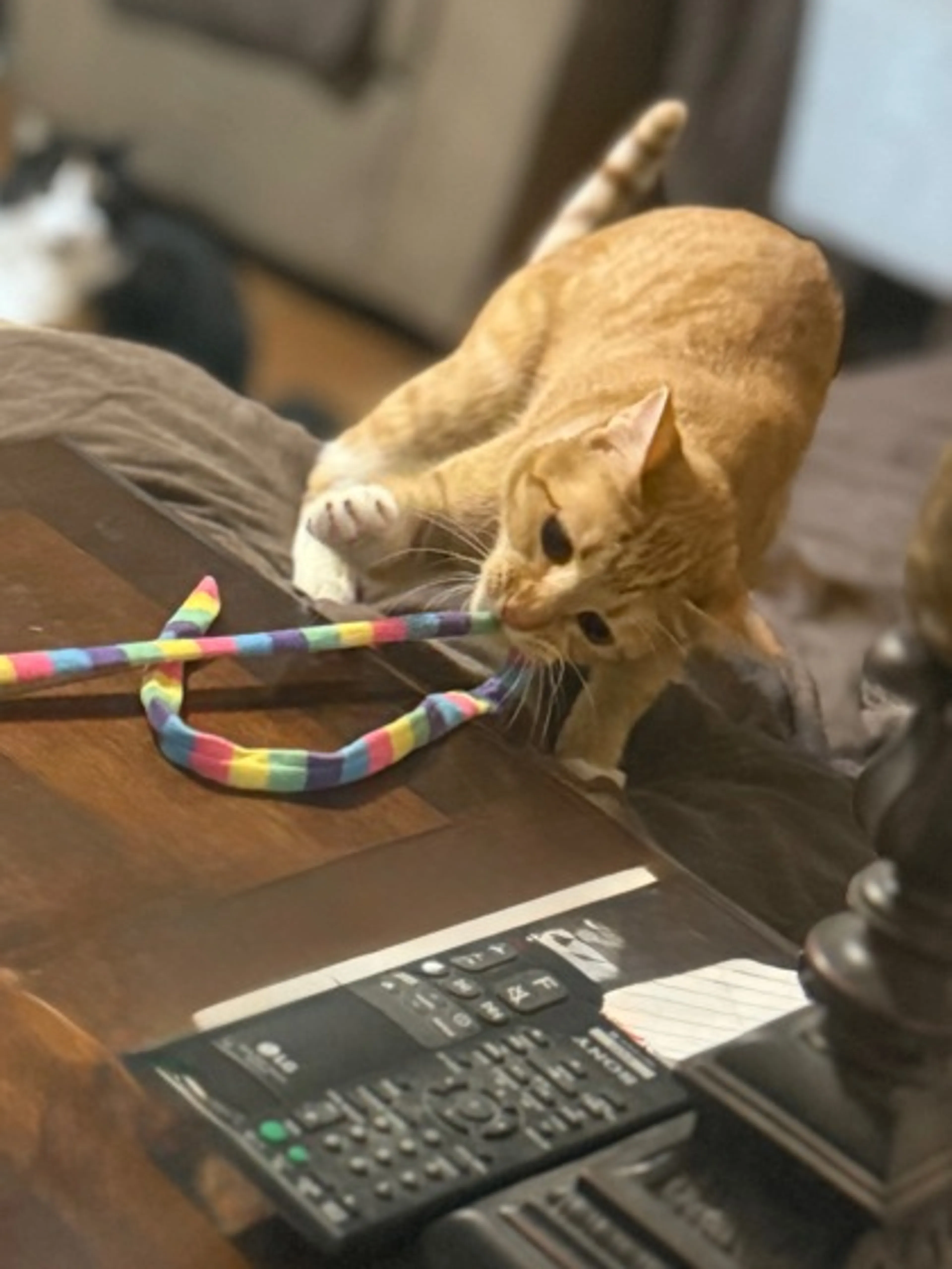 Found pet-0