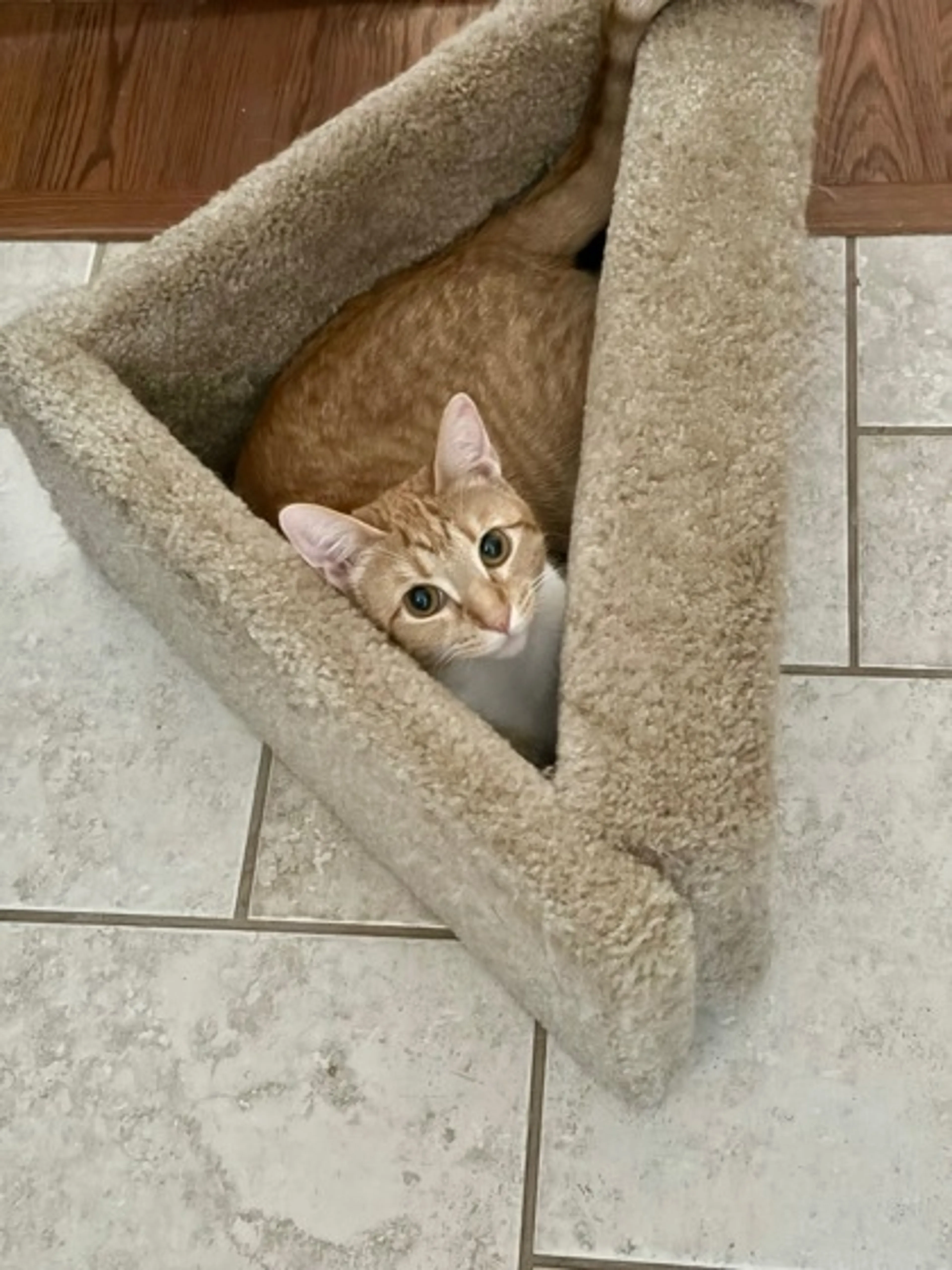 Found pet-1