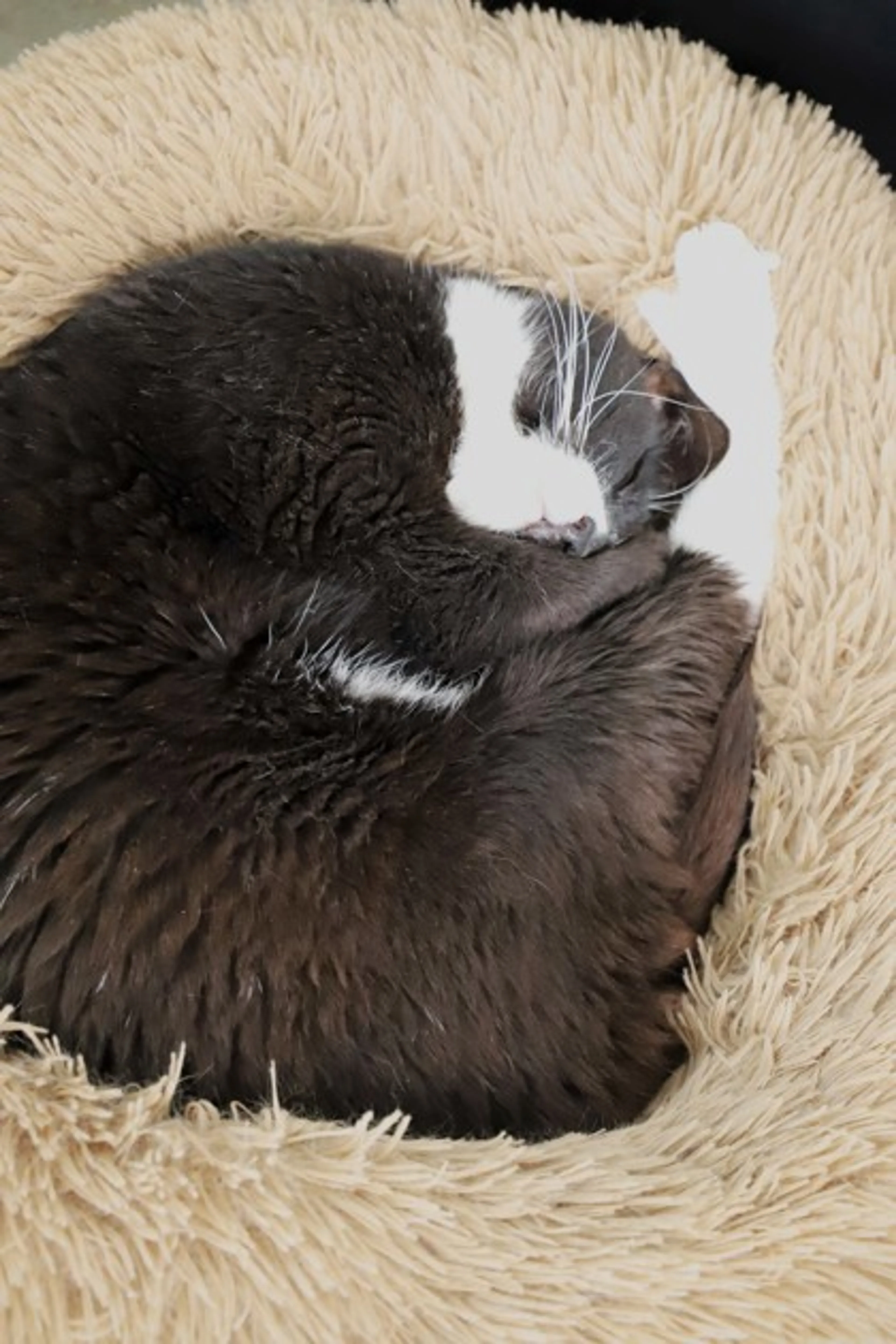 Found pet-2