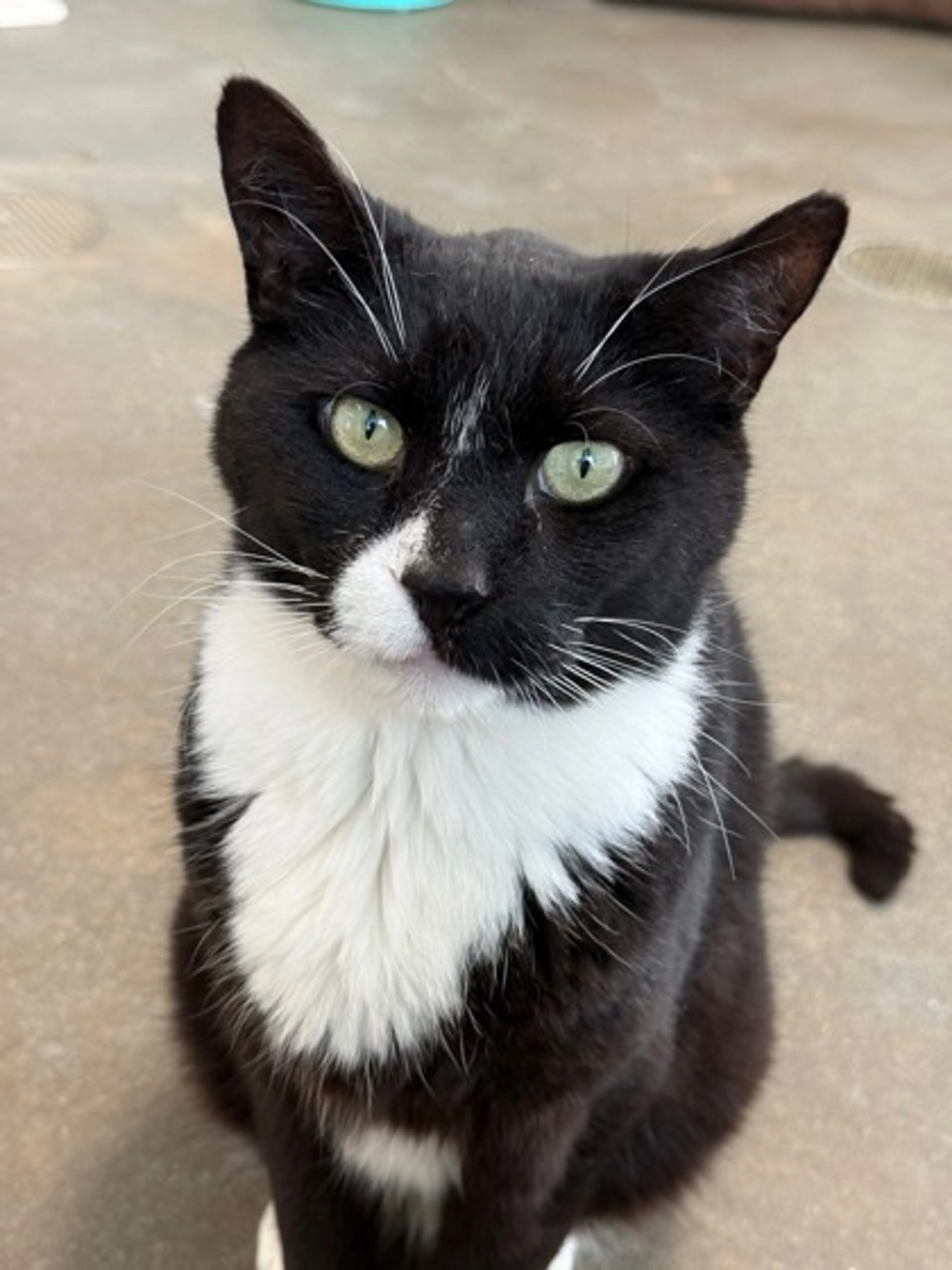 Found pet-1
