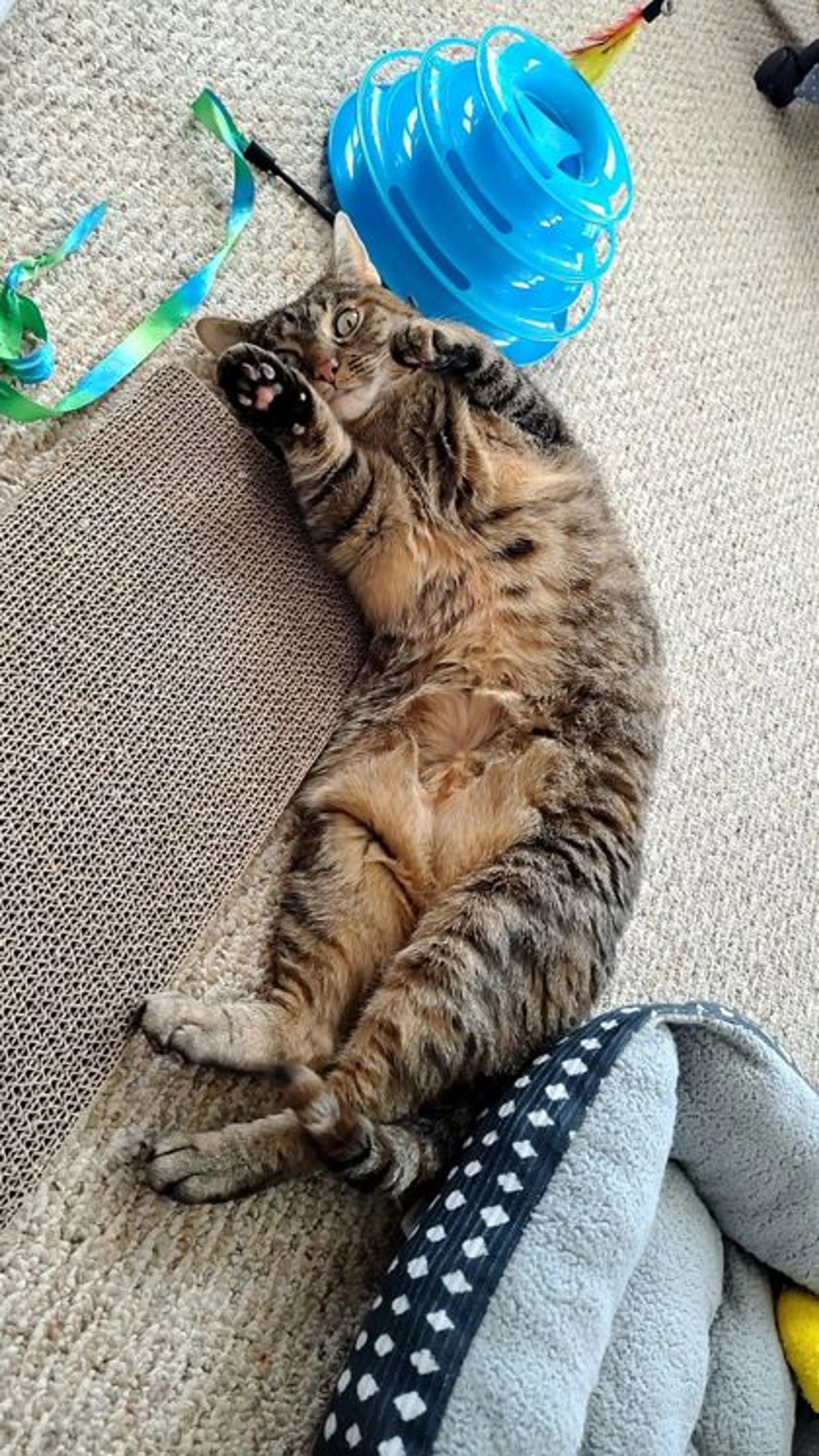 Found pet-1