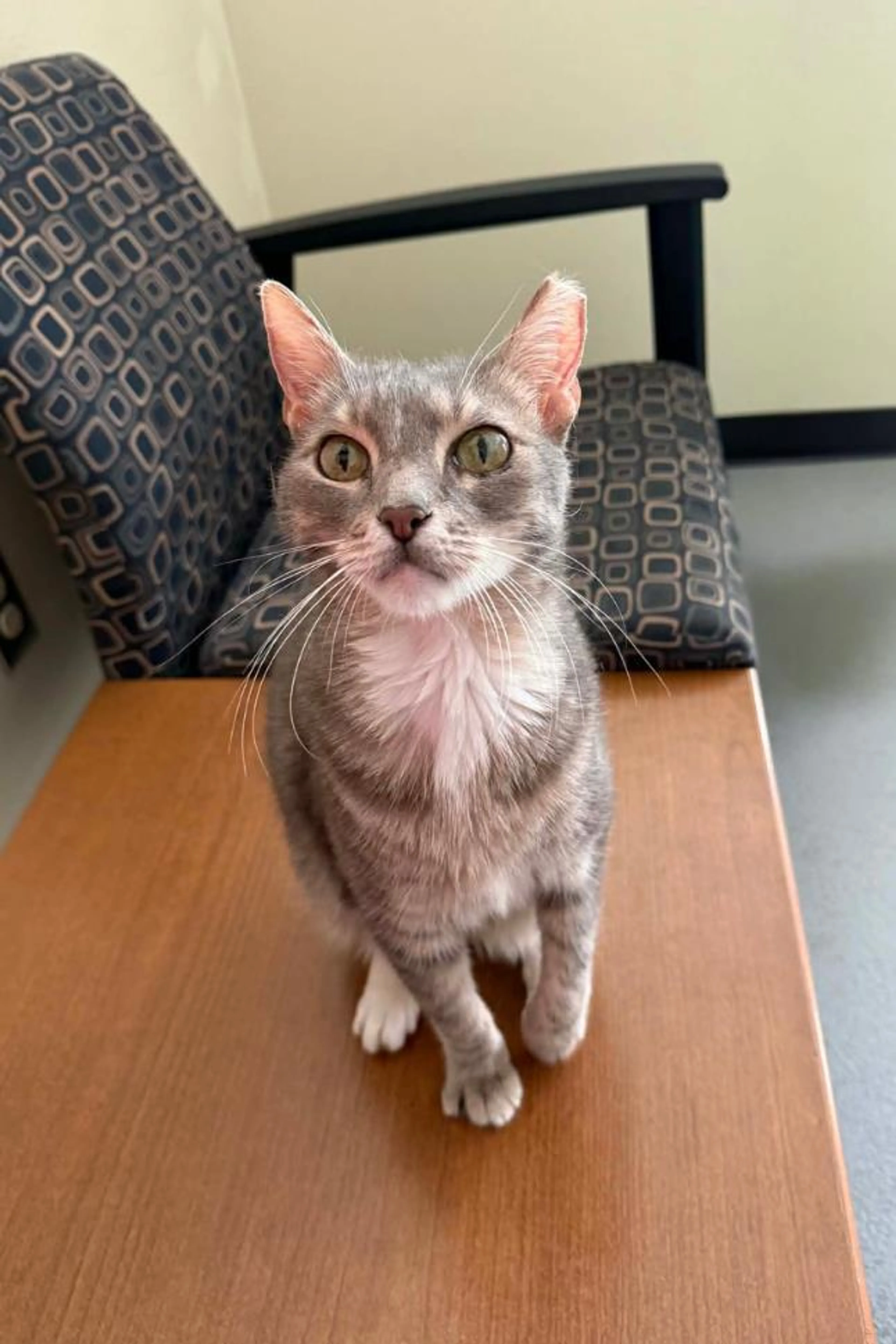 Found pet-3