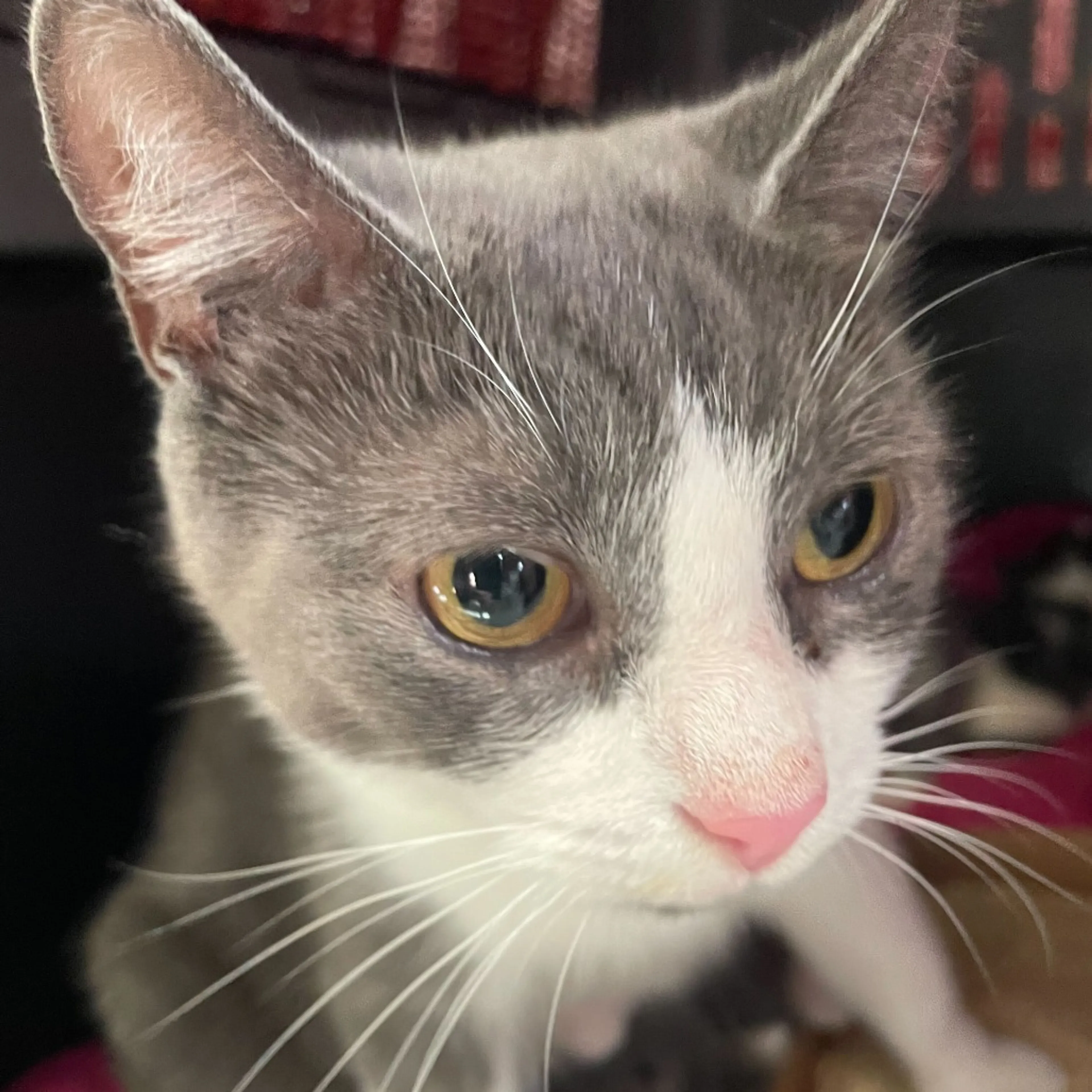 Found pet-1