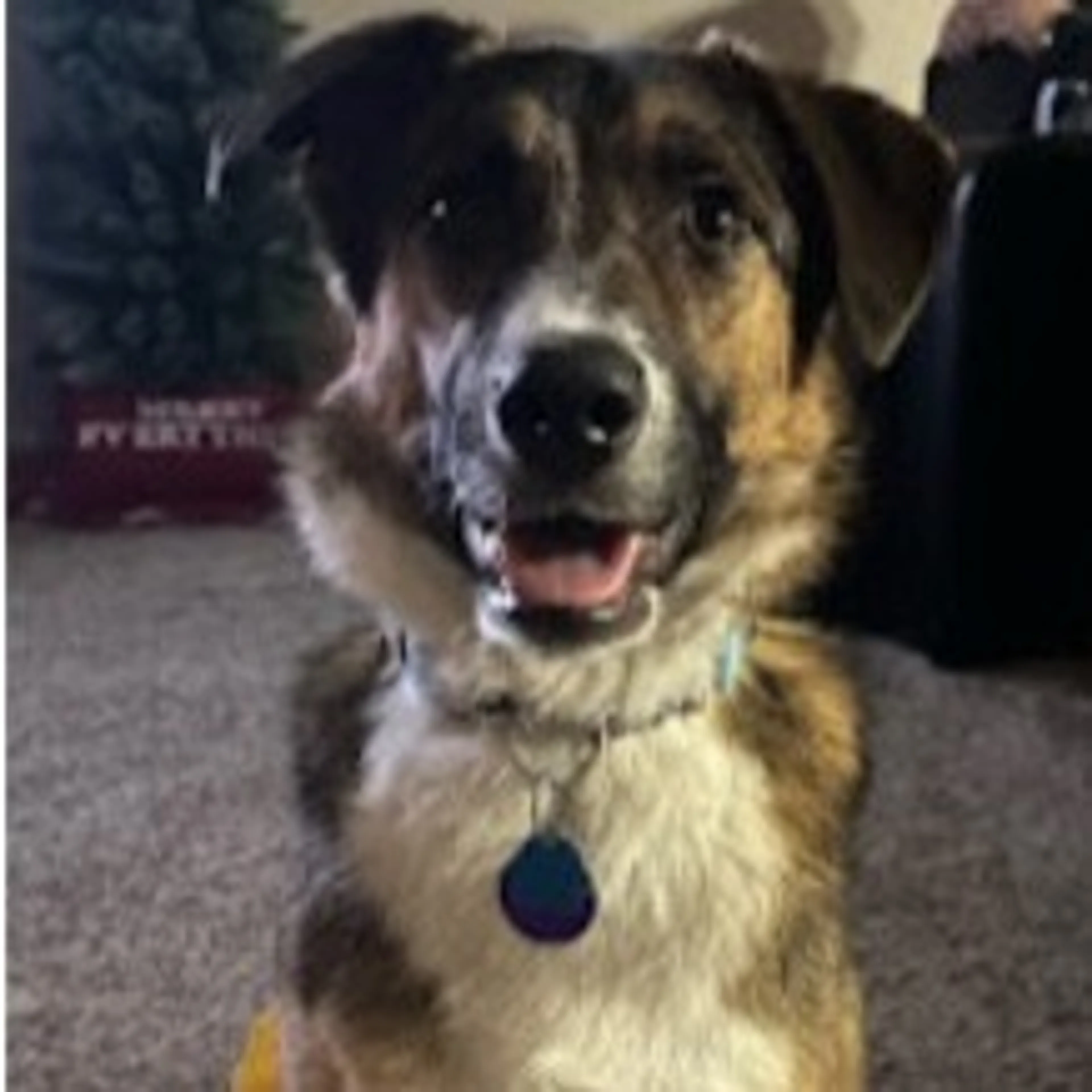 Found pet-6