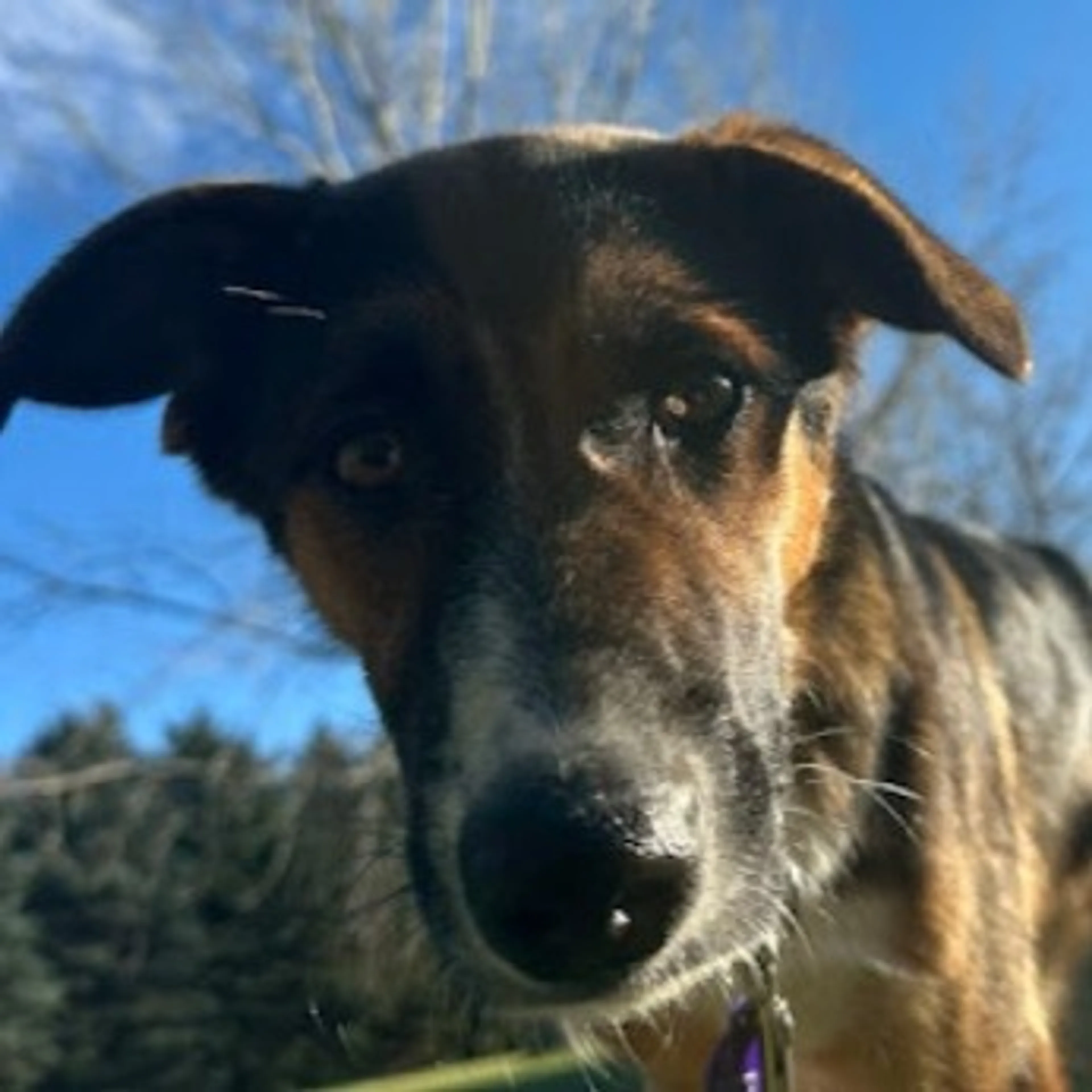 Found pet-7