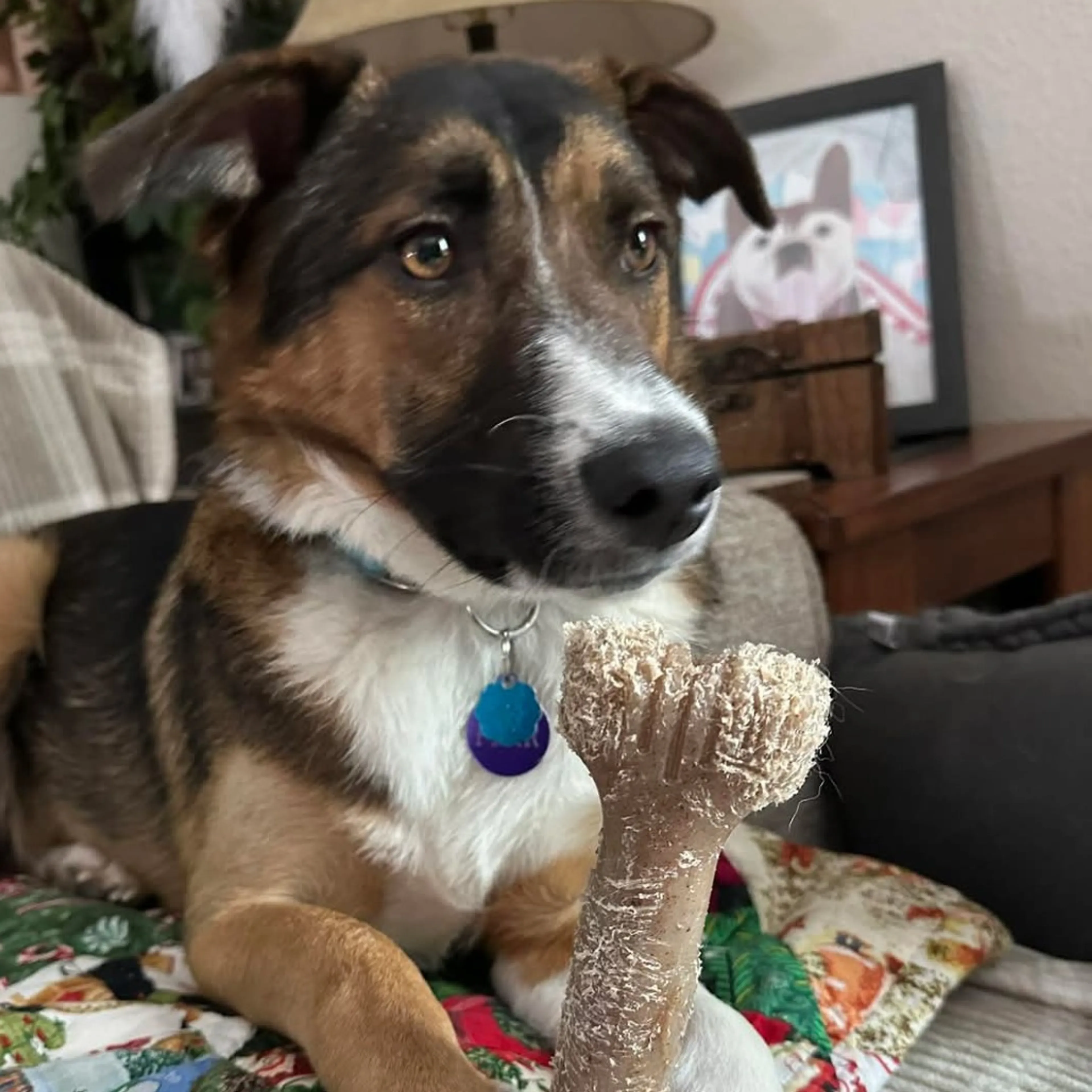 Found pet-4