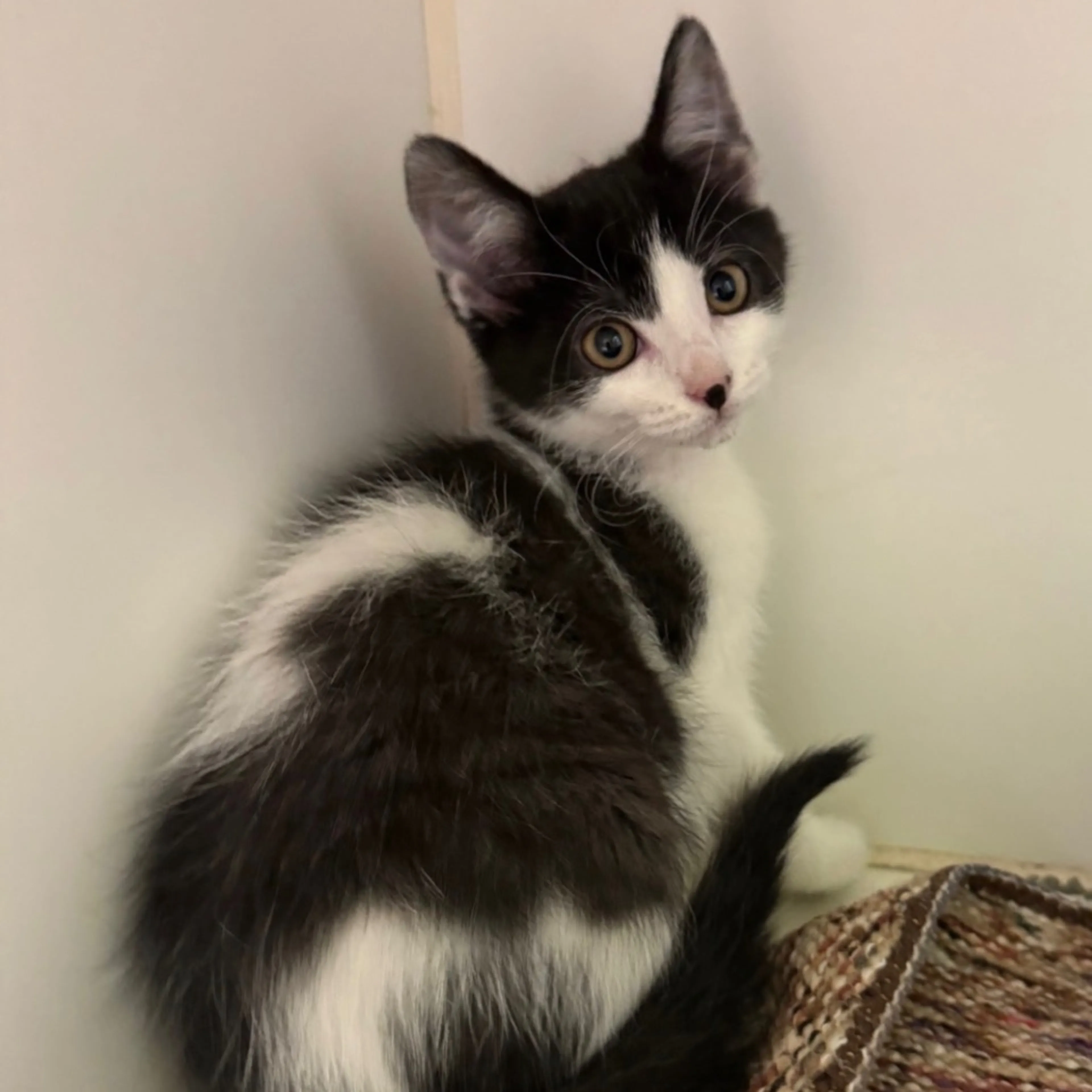 Found pet