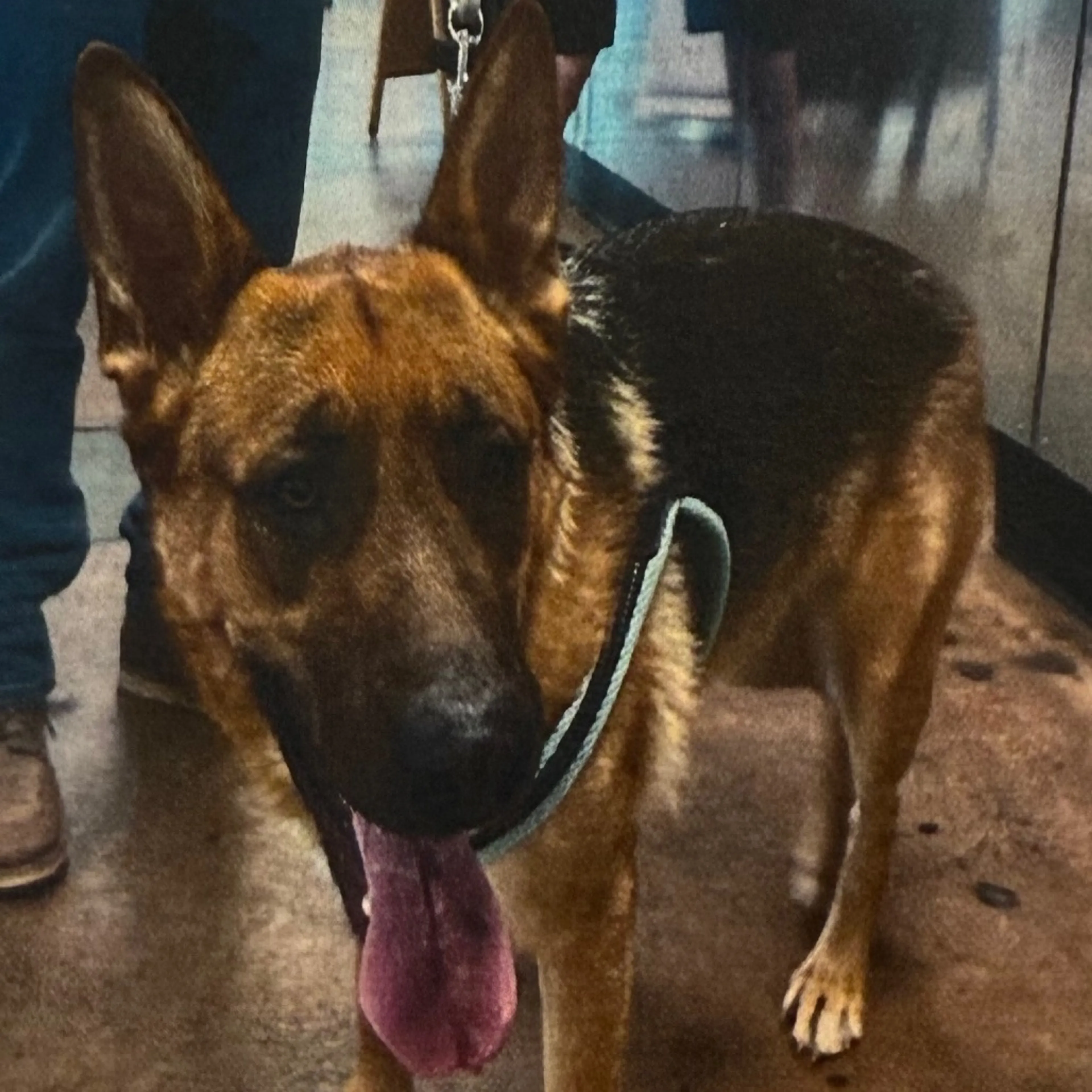 Found pet-1