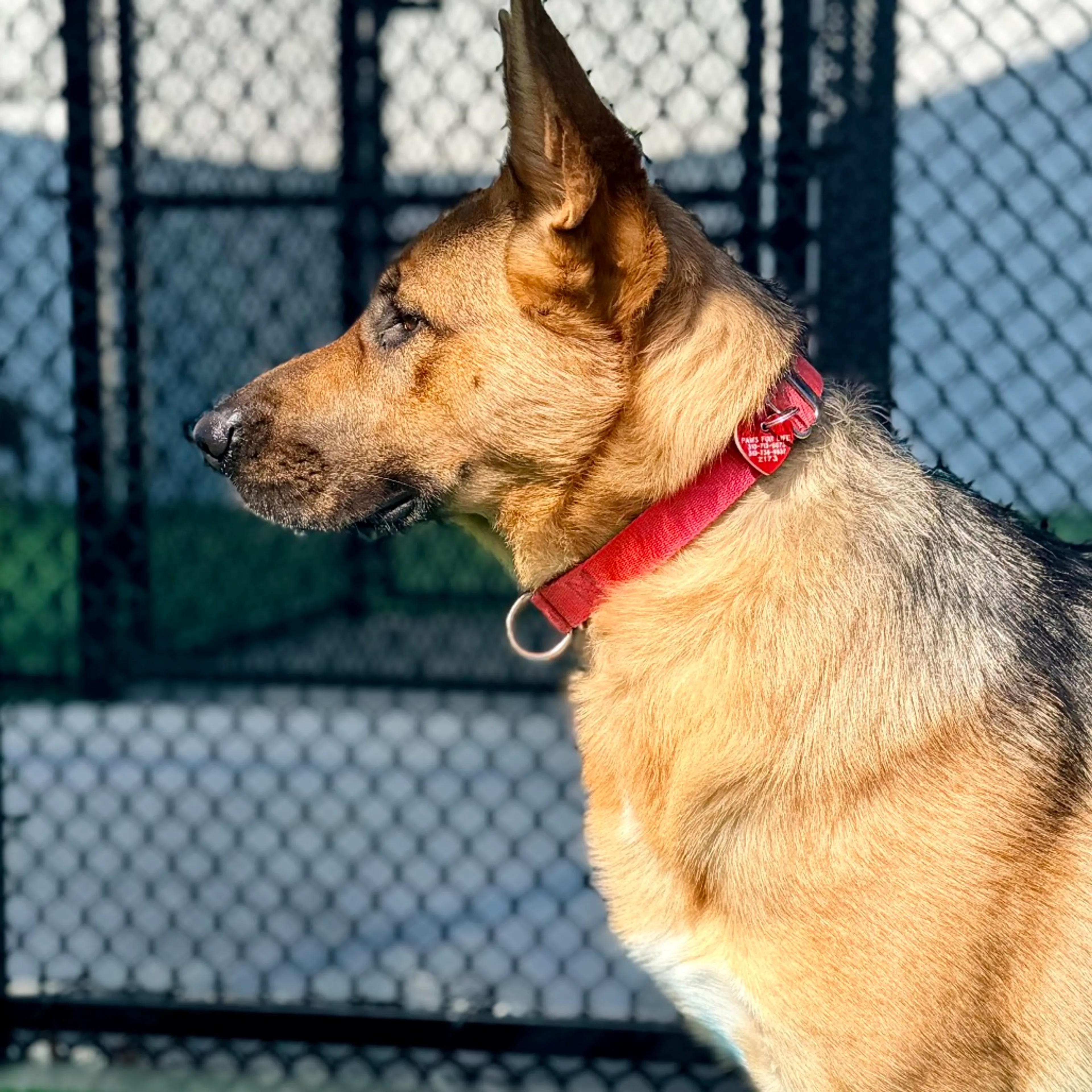 Found pet-12