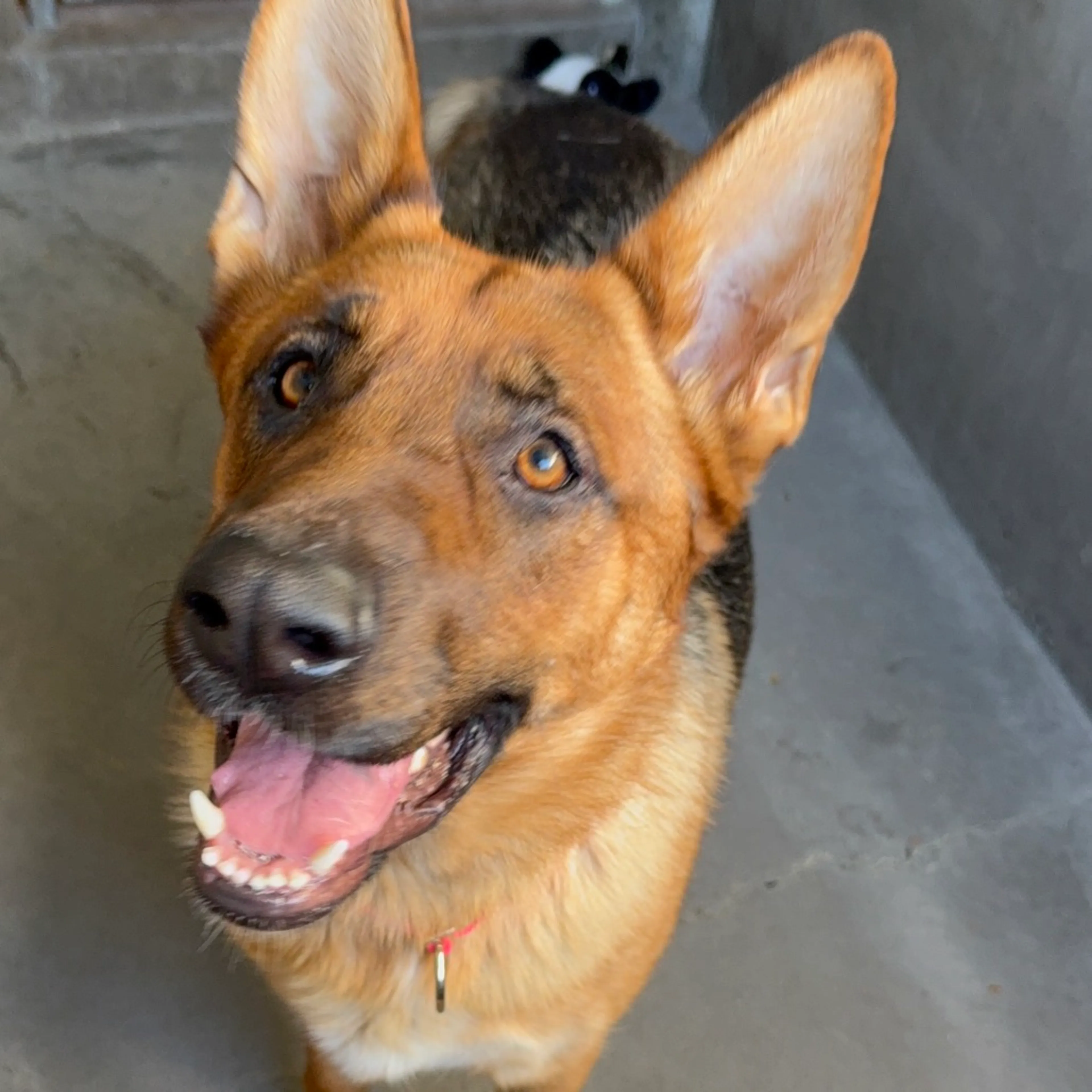 Found pet-5