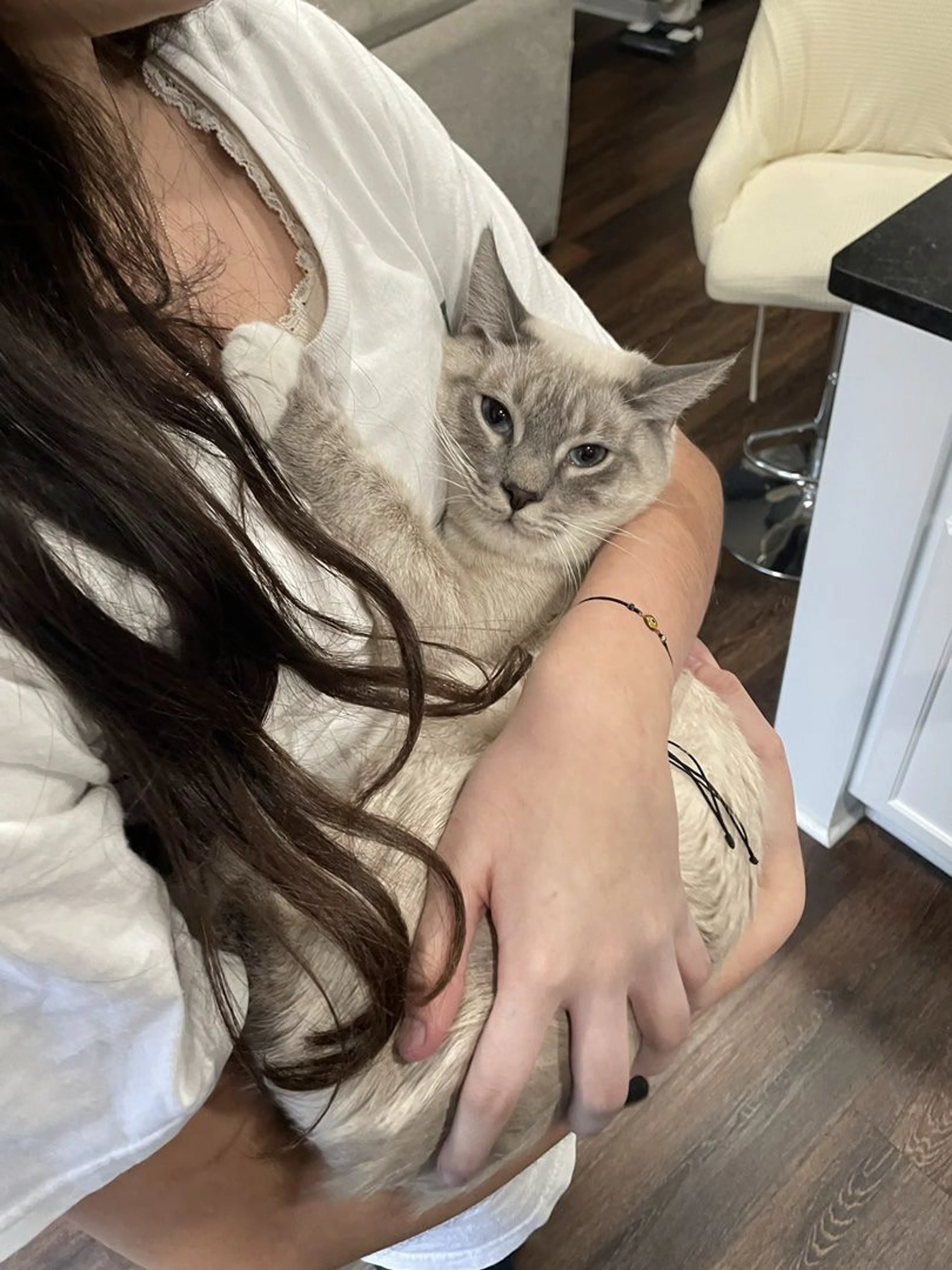 Lost pet-0