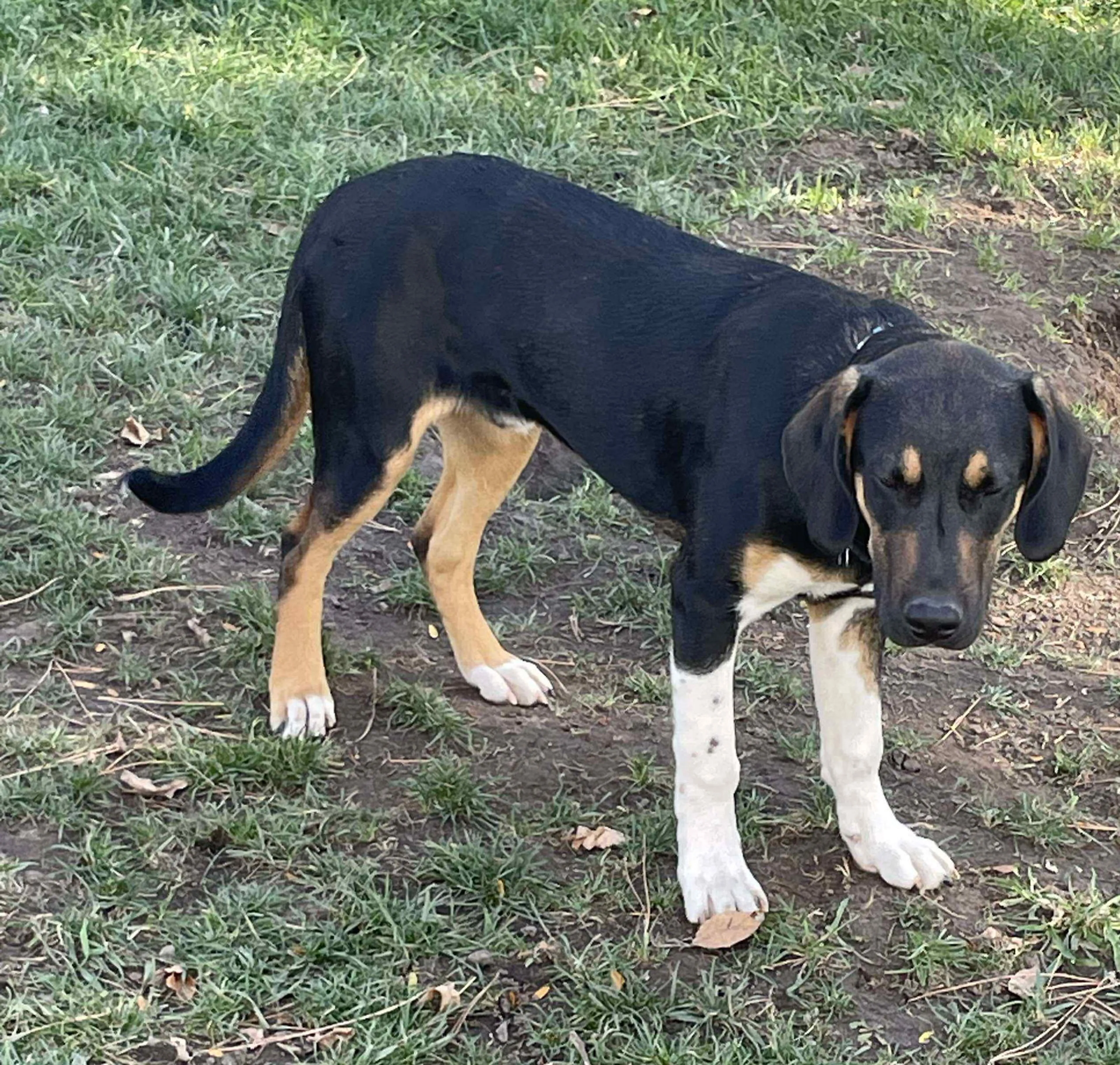 Found pet-6