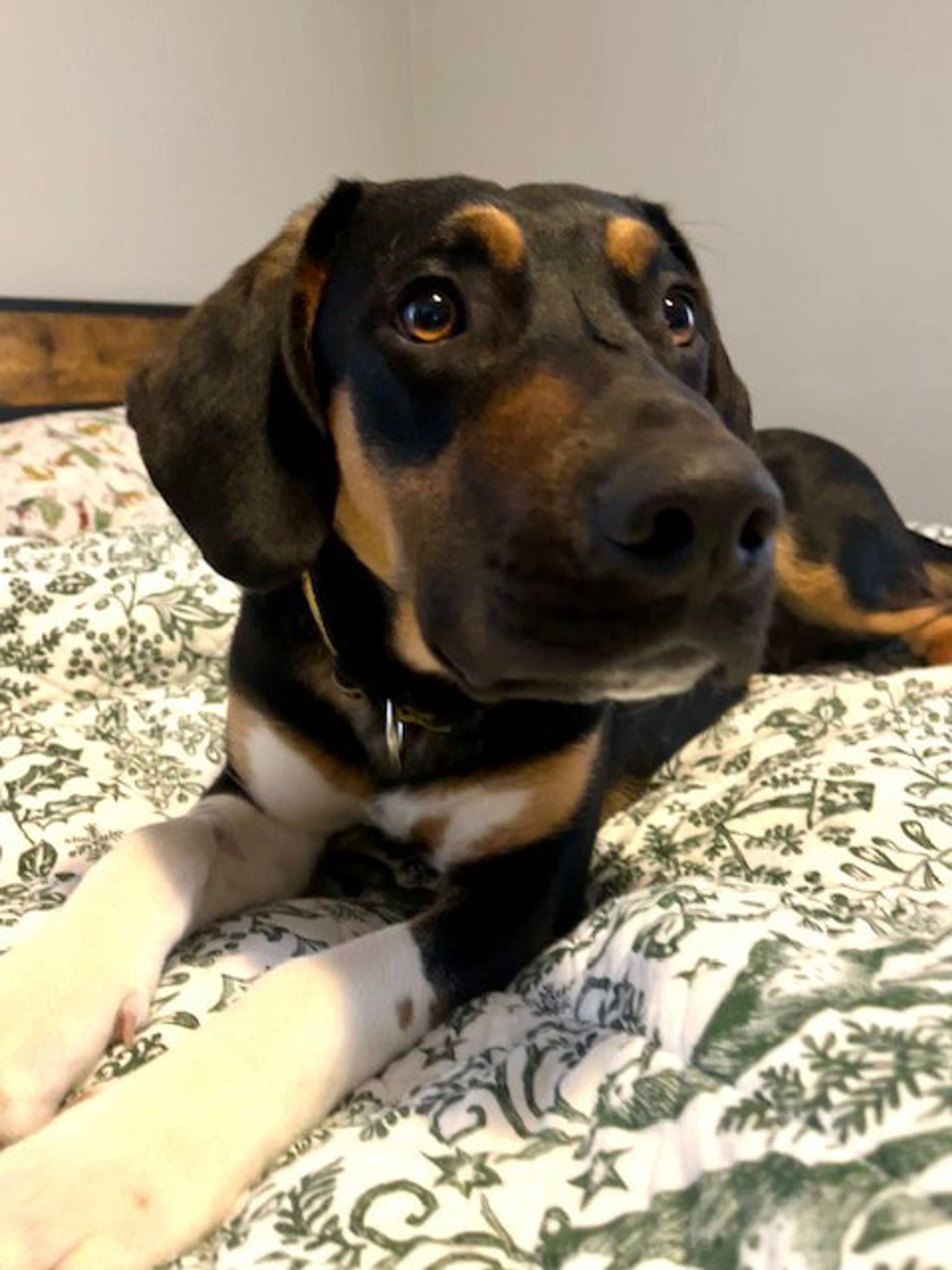 Found pet-3