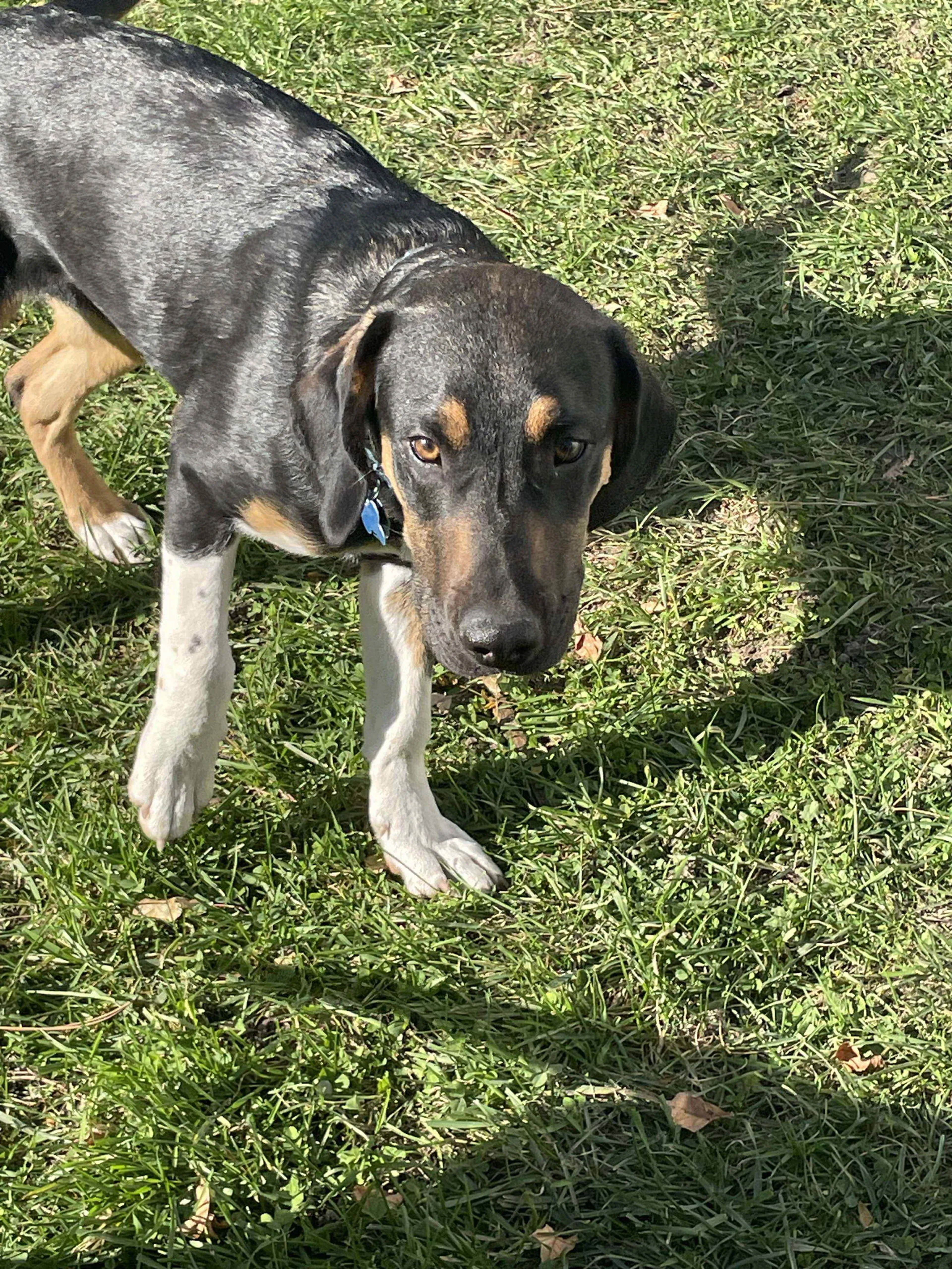 Found pet-7