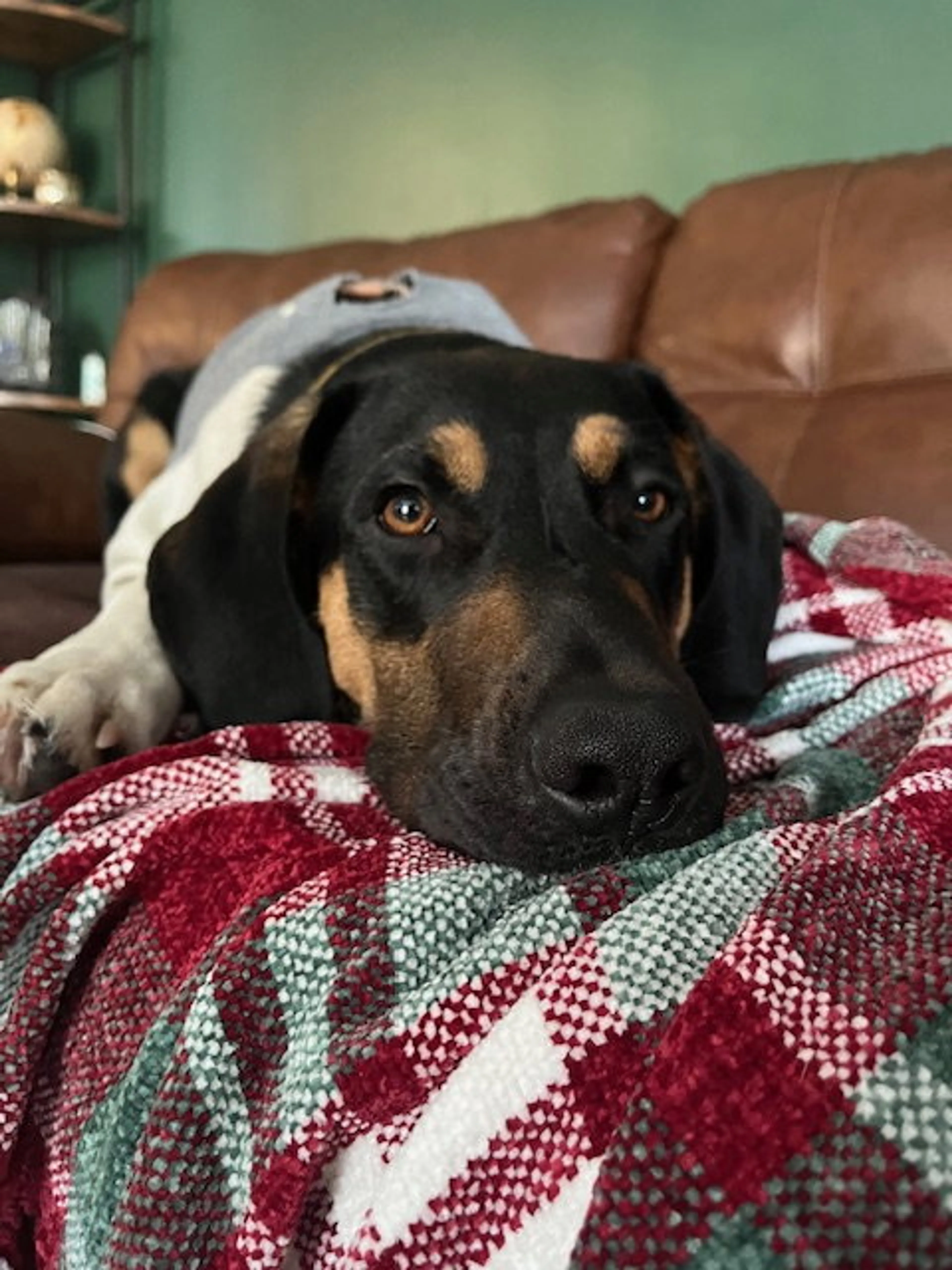 Found pet-1