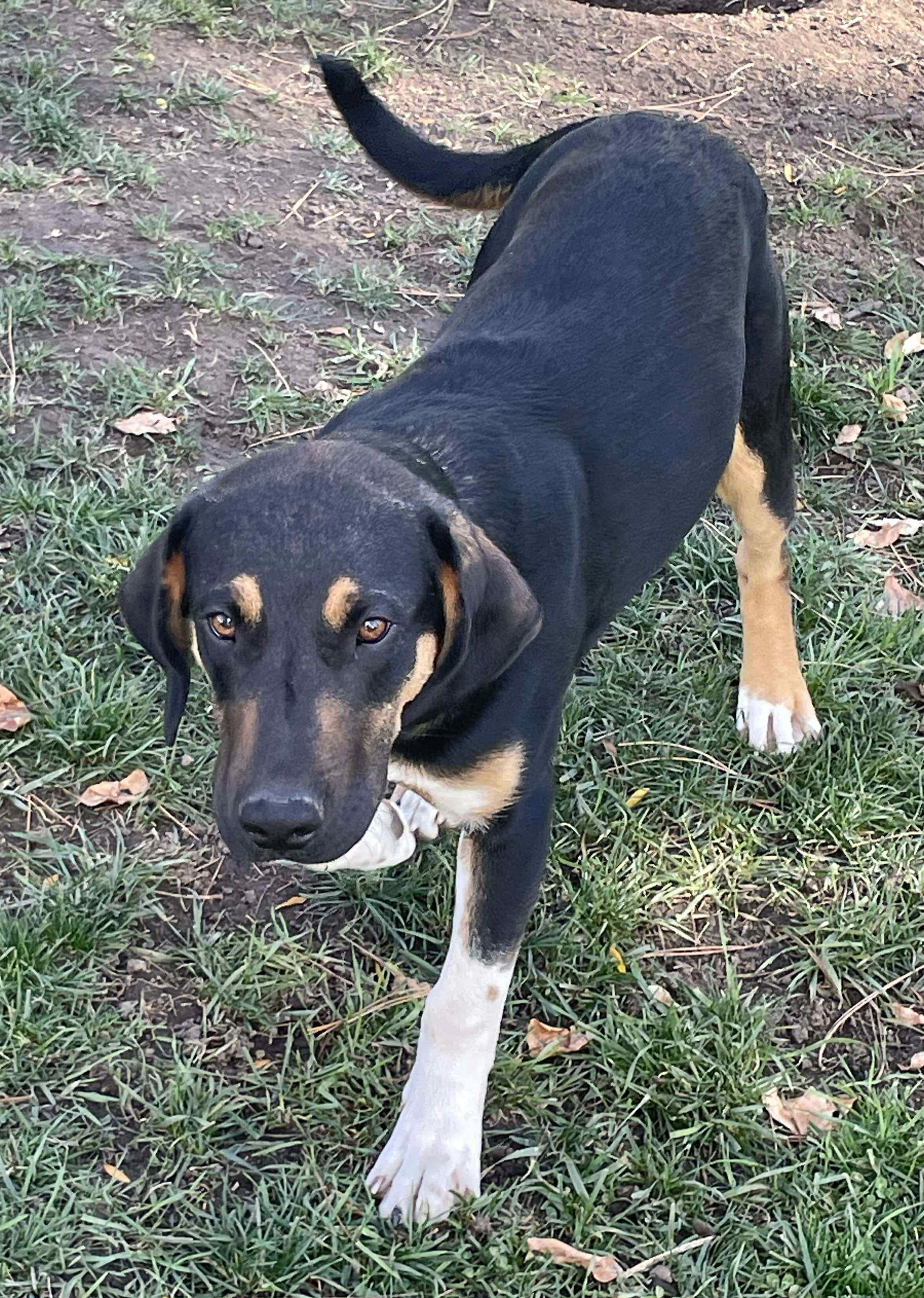Found pet-5