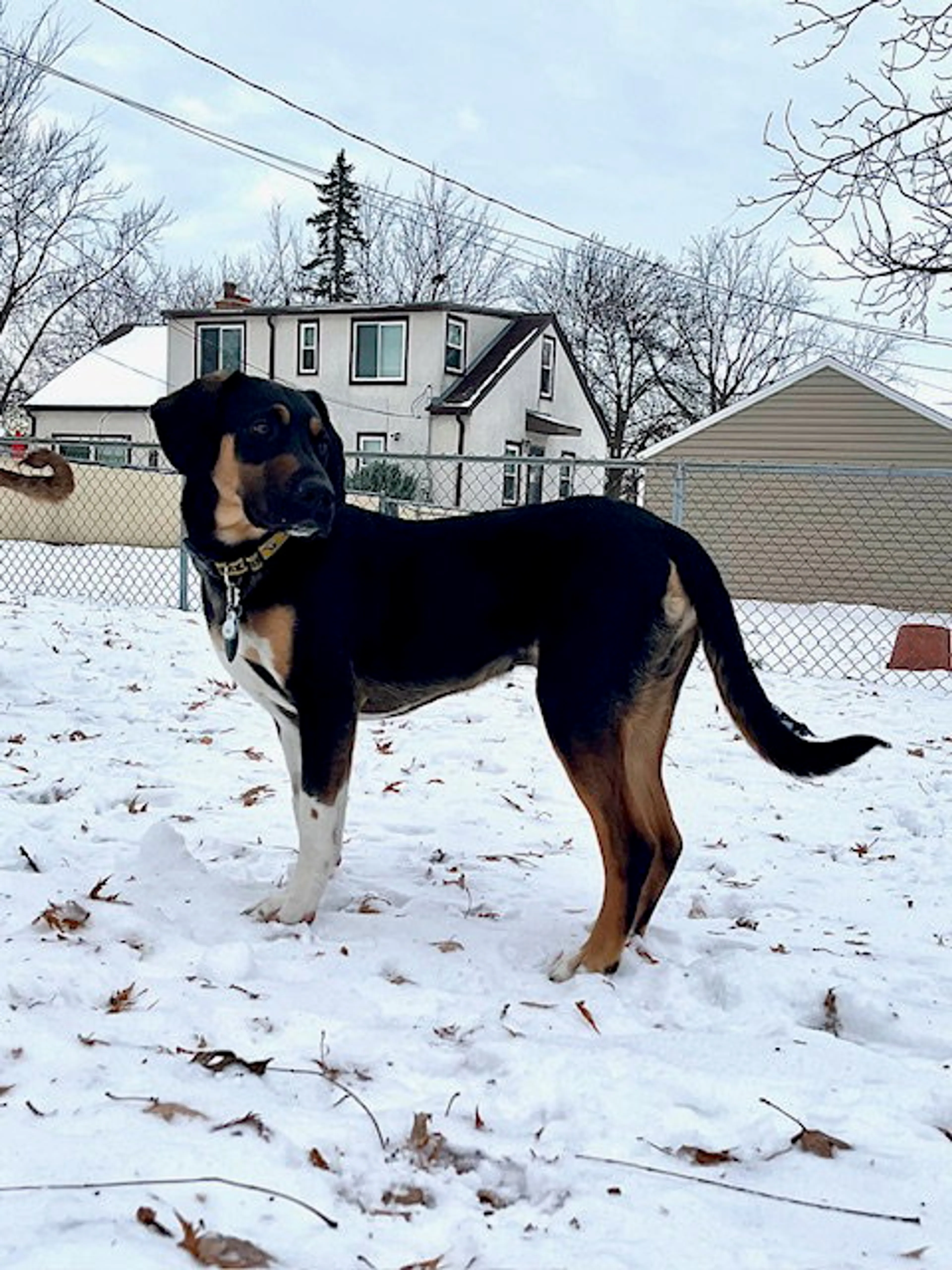 Found pet-2