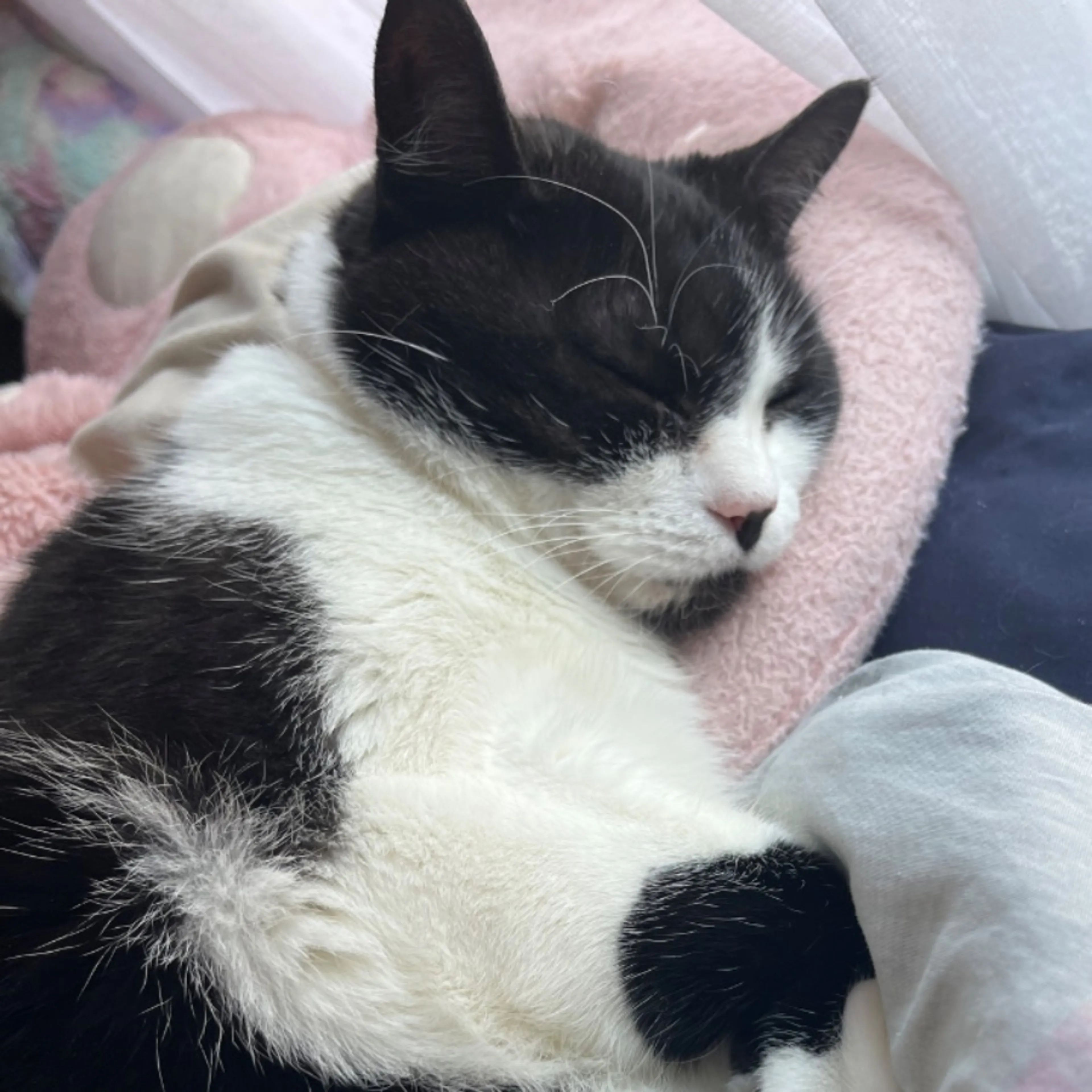 Lost pet