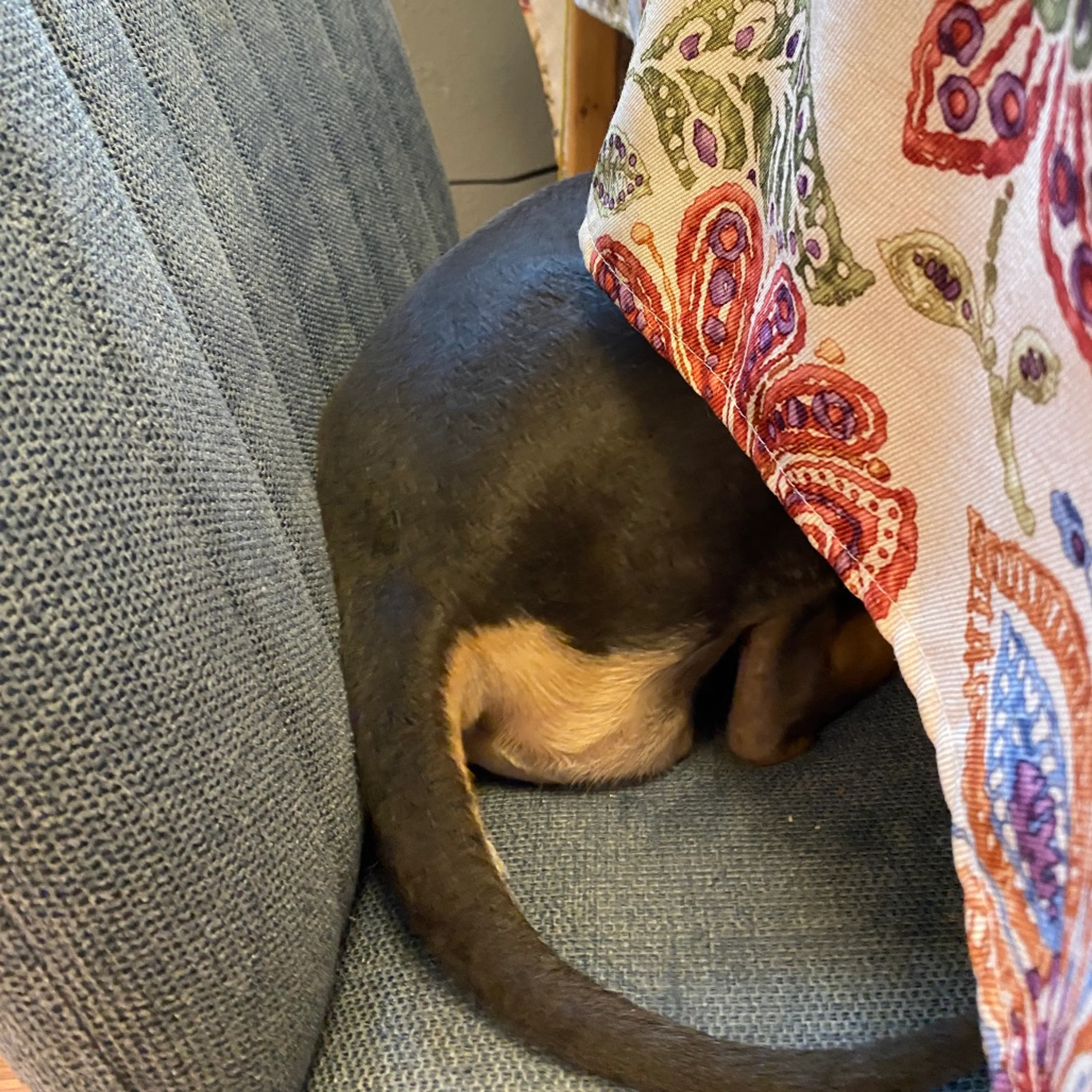 Found pet-15