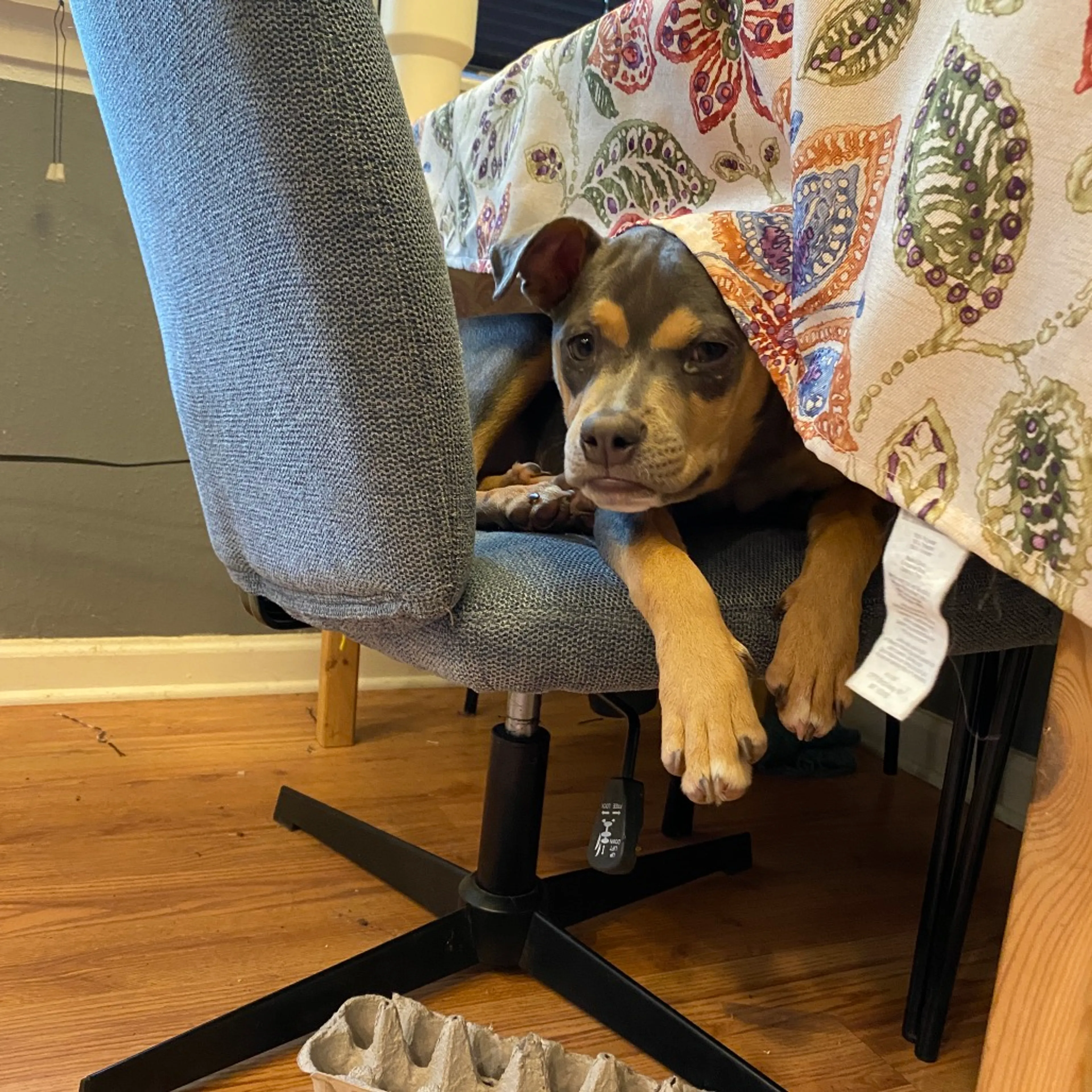 Found pet-18