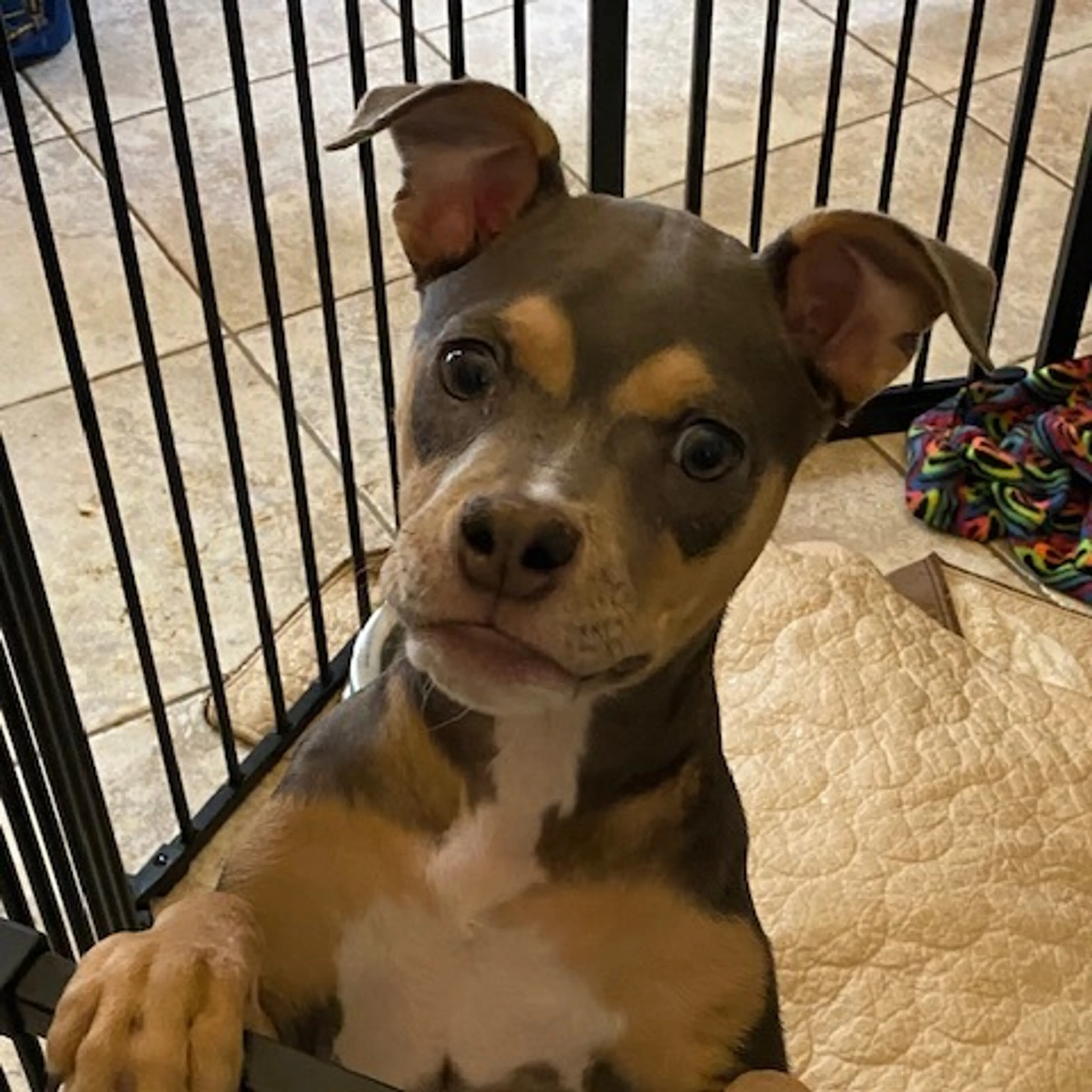 Found pet-5