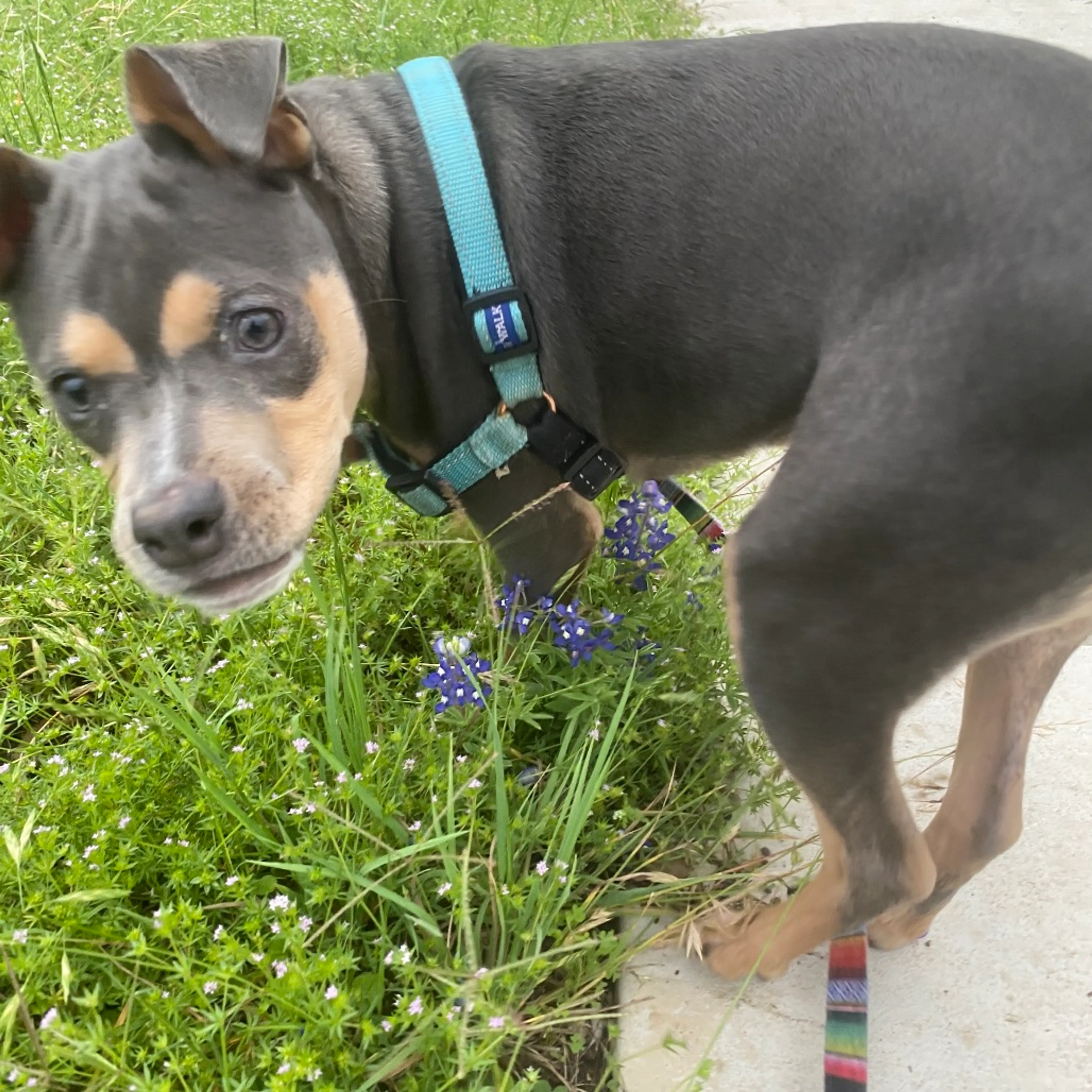 Found pet-19