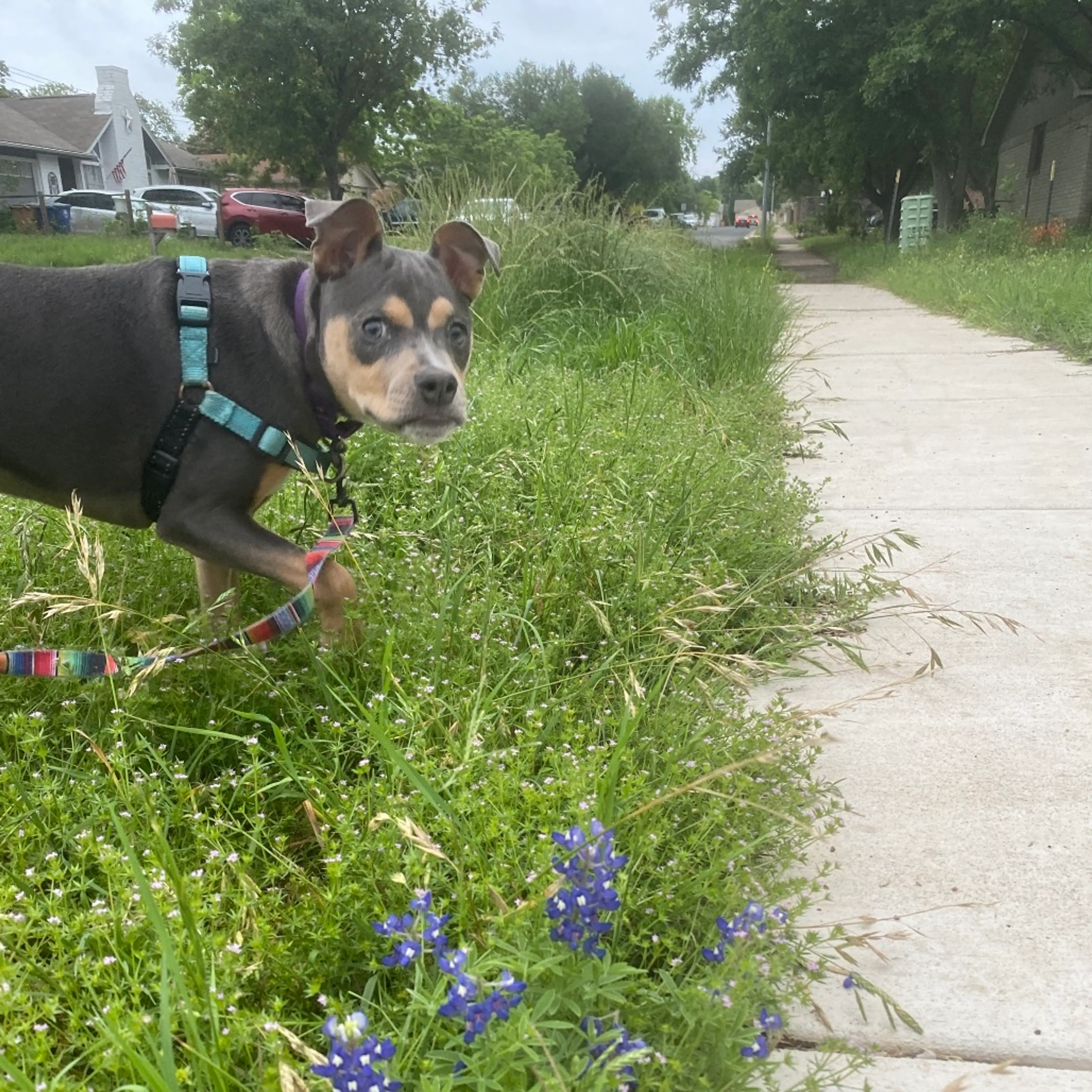 Found pet-20