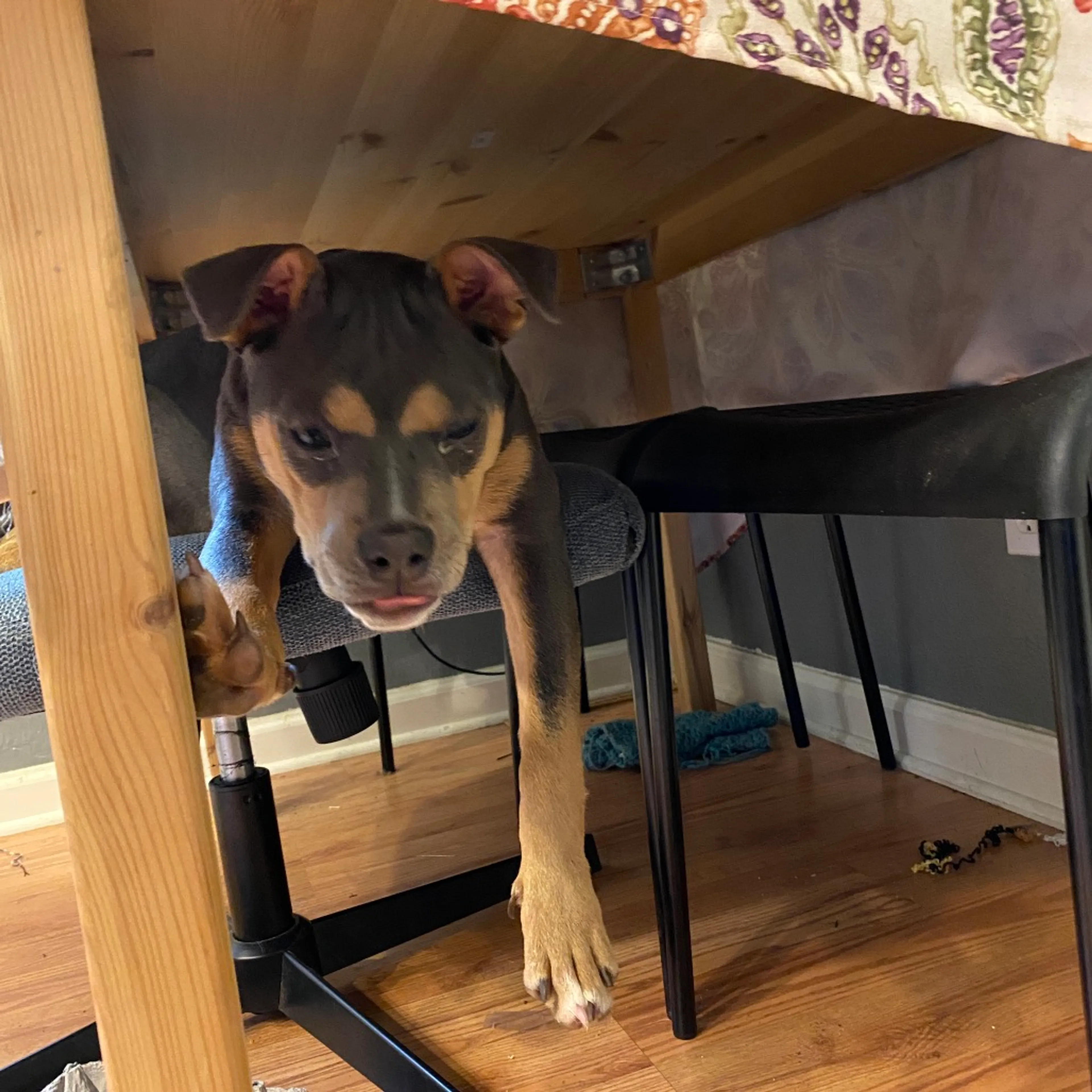 Found pet-17